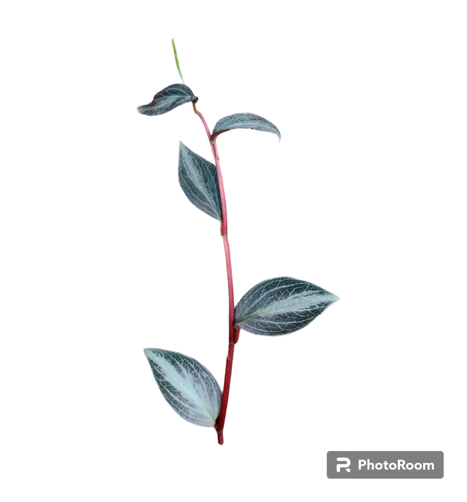 Peperomia veluntina Bicolor