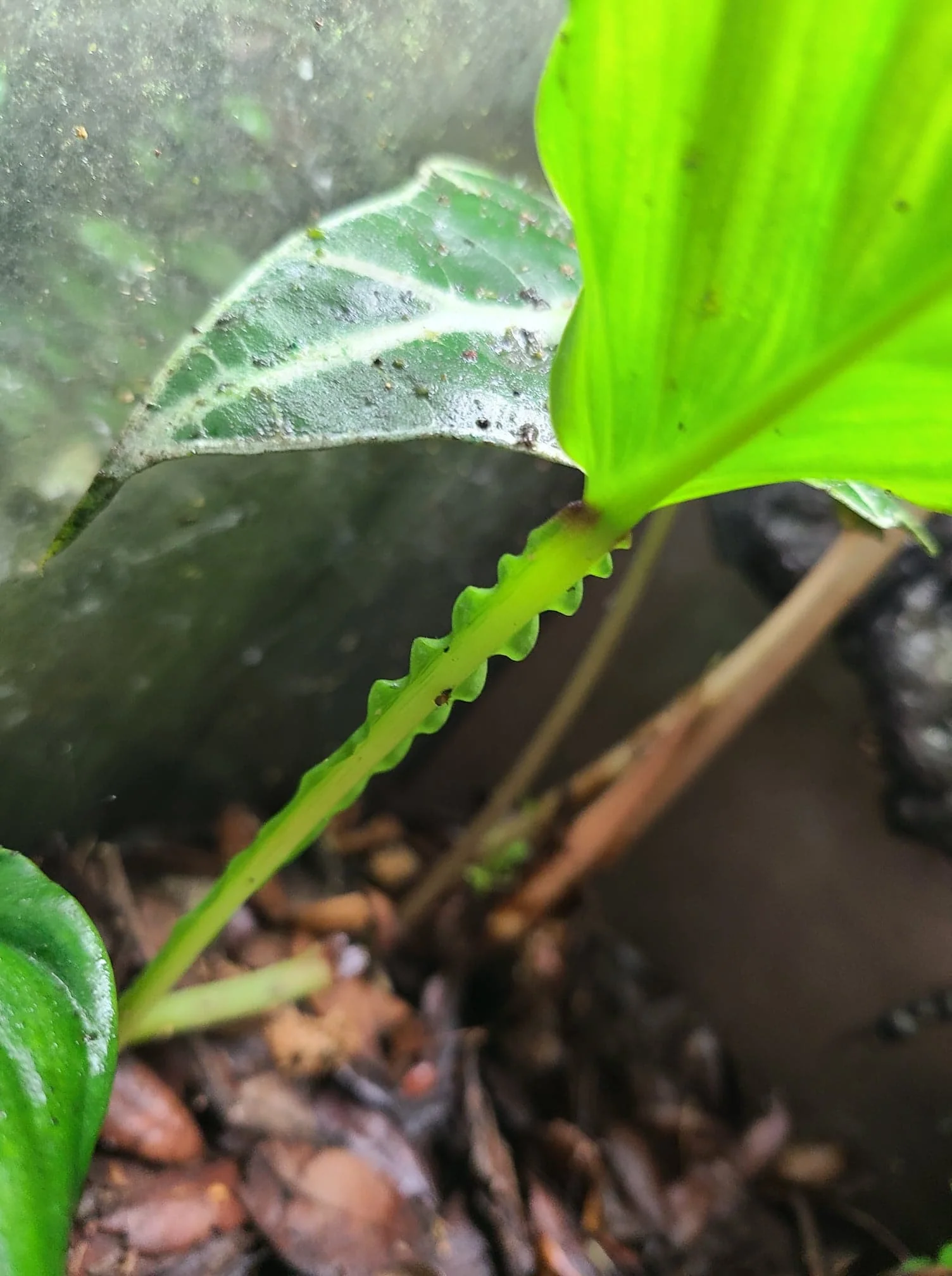 Philodendron alatiundulatum - Image 2