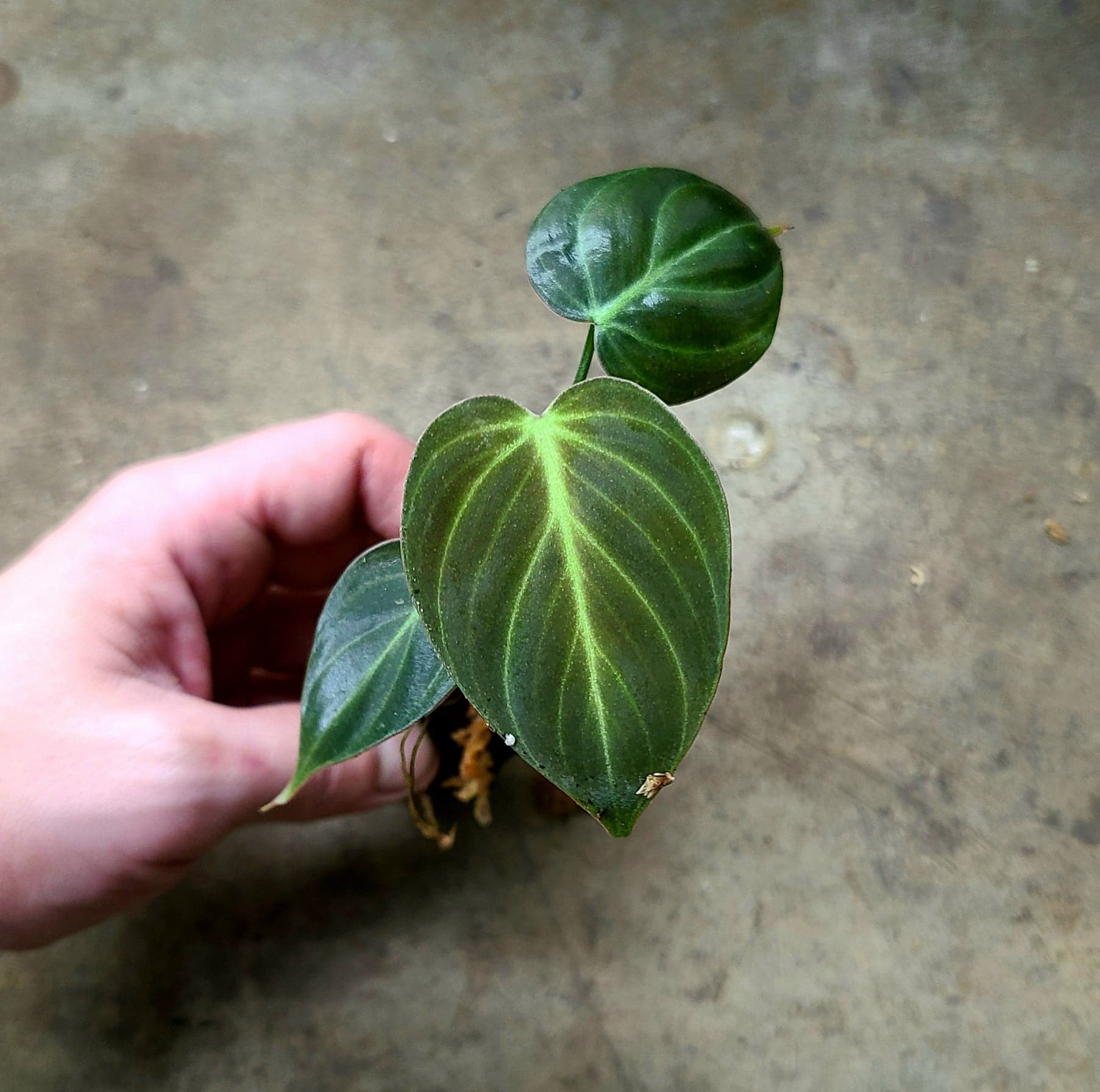 Philodendron El Choco Red