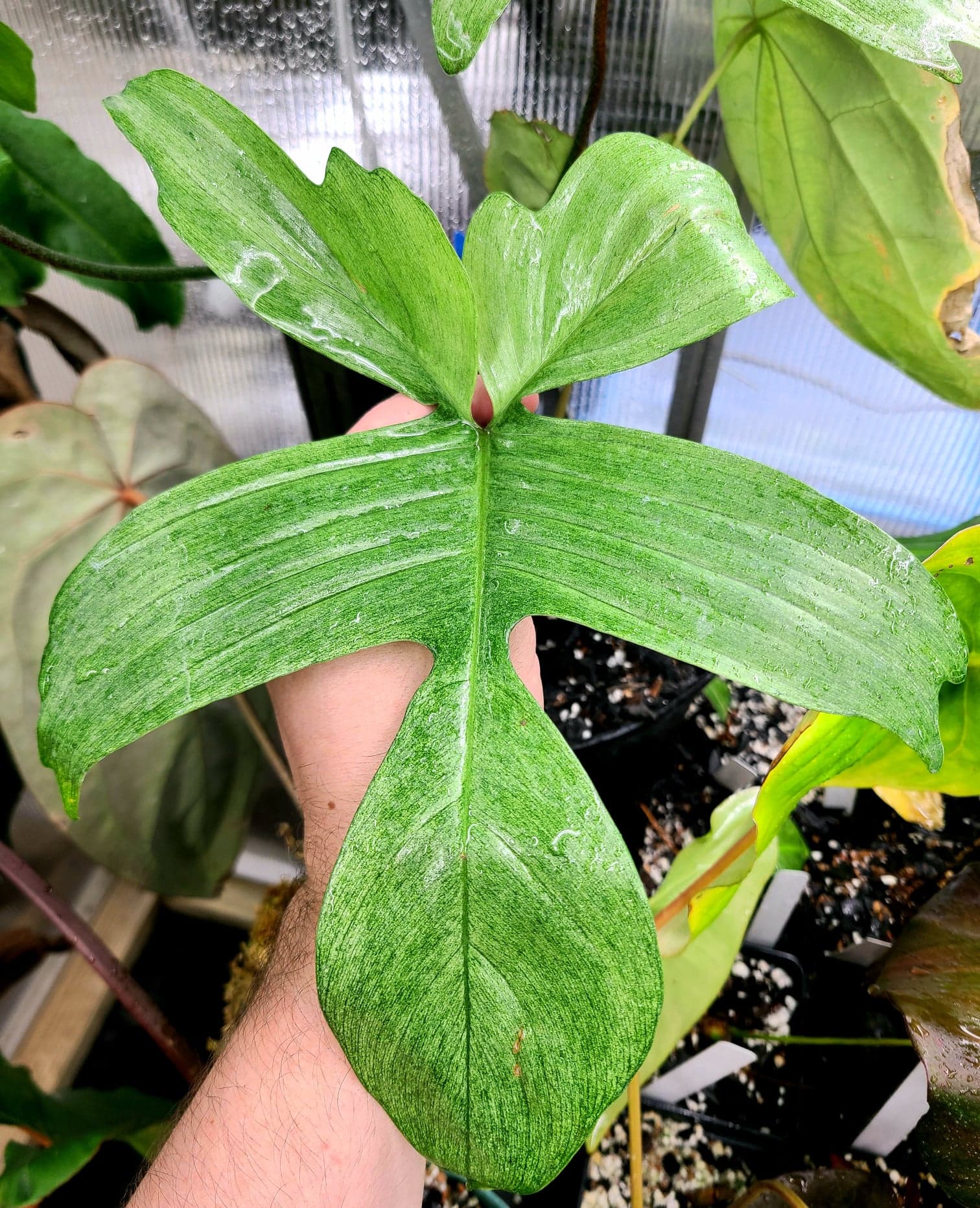 Philodendron "Florida Green” - Image 2