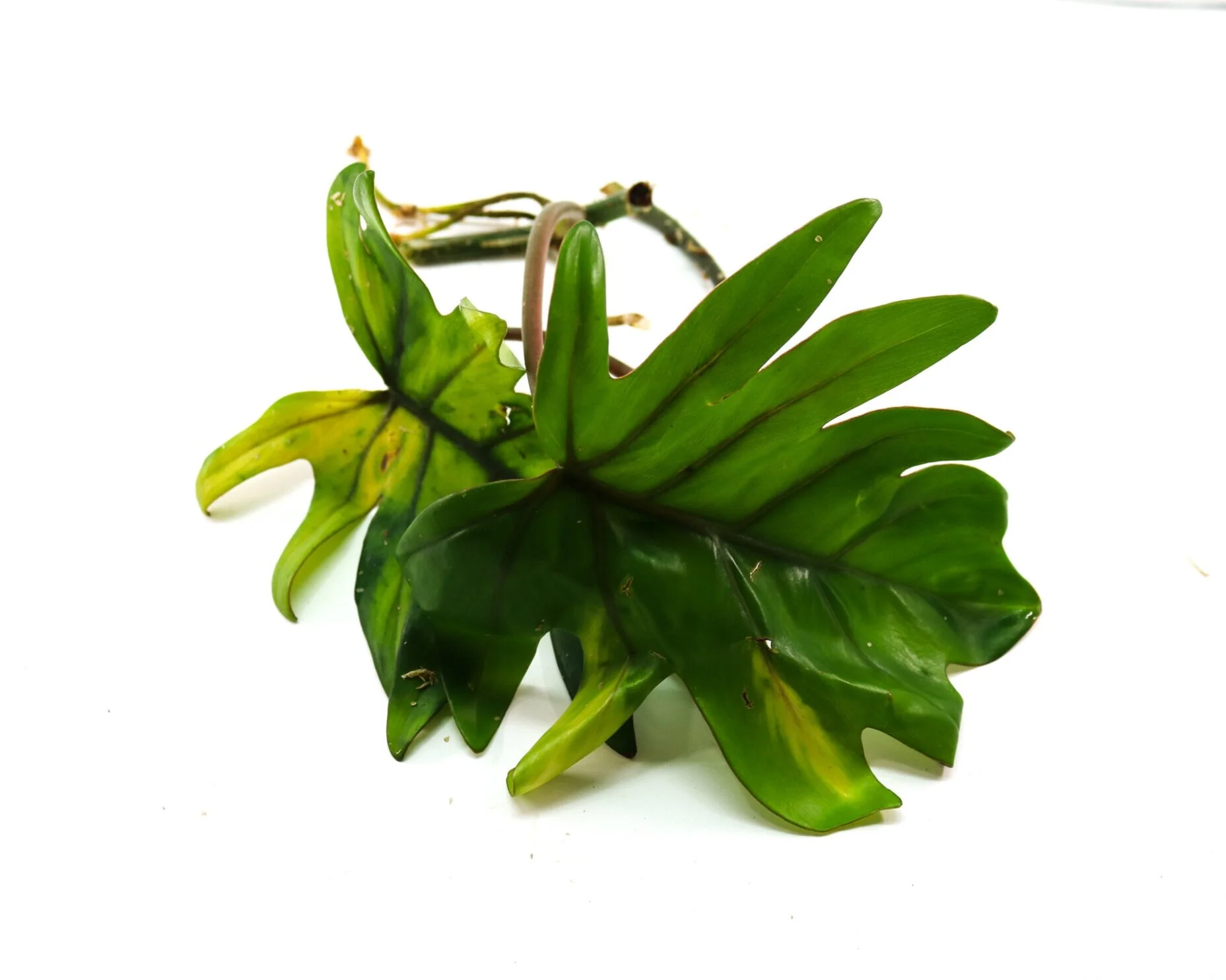 Philodendron mayoi