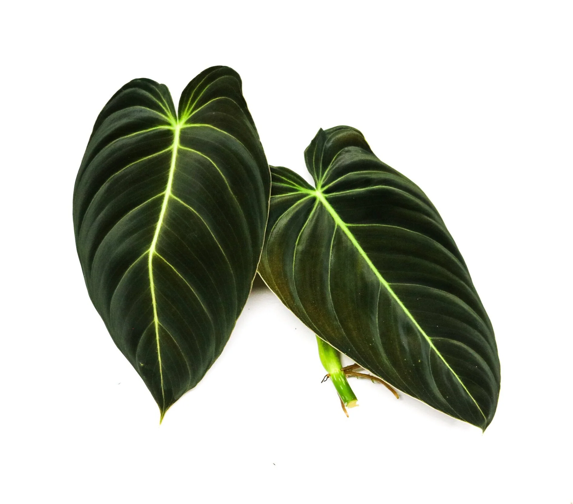 Philodendron melanochrysum