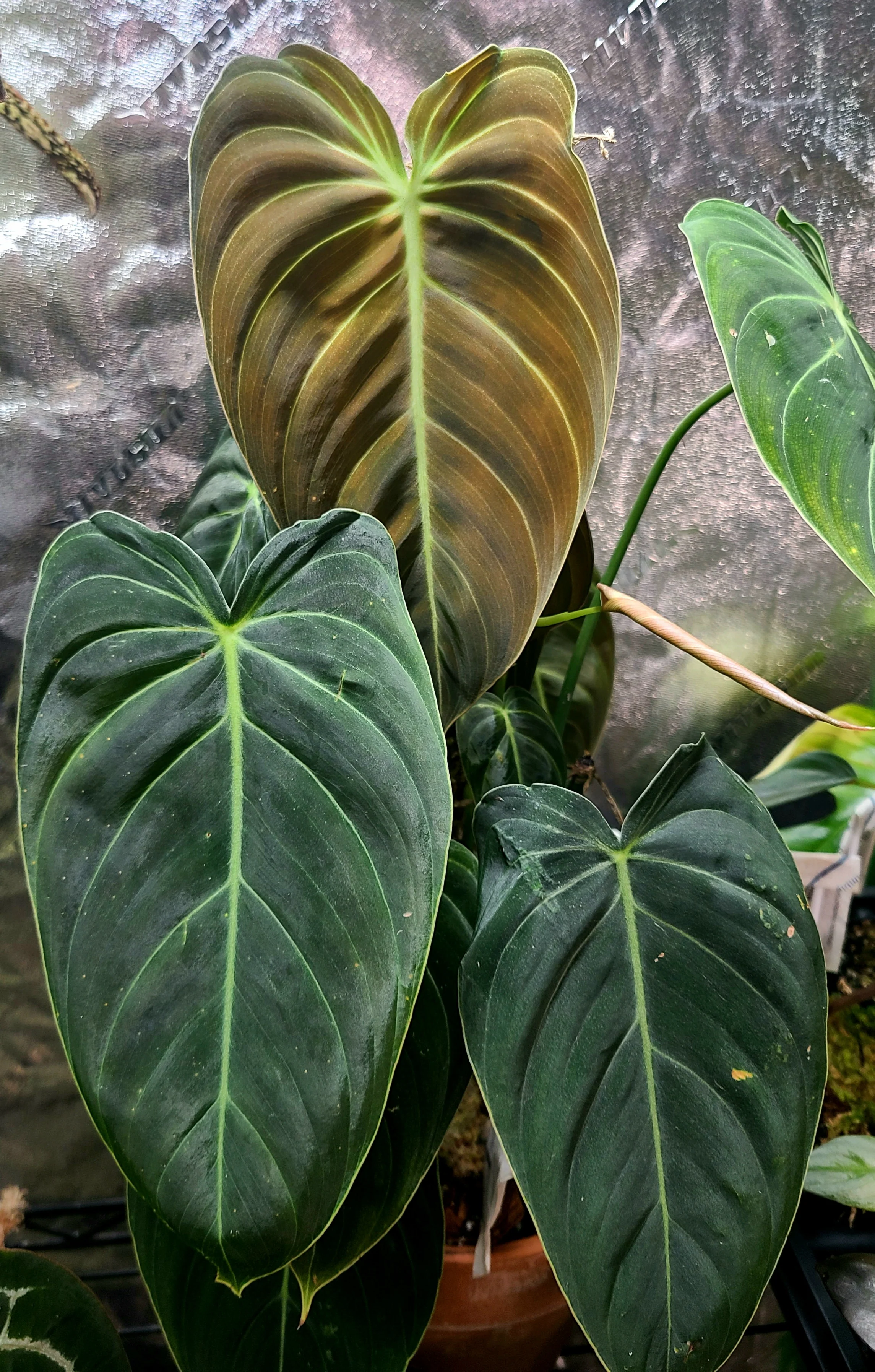 Philodendron melanochrysum - Image 2