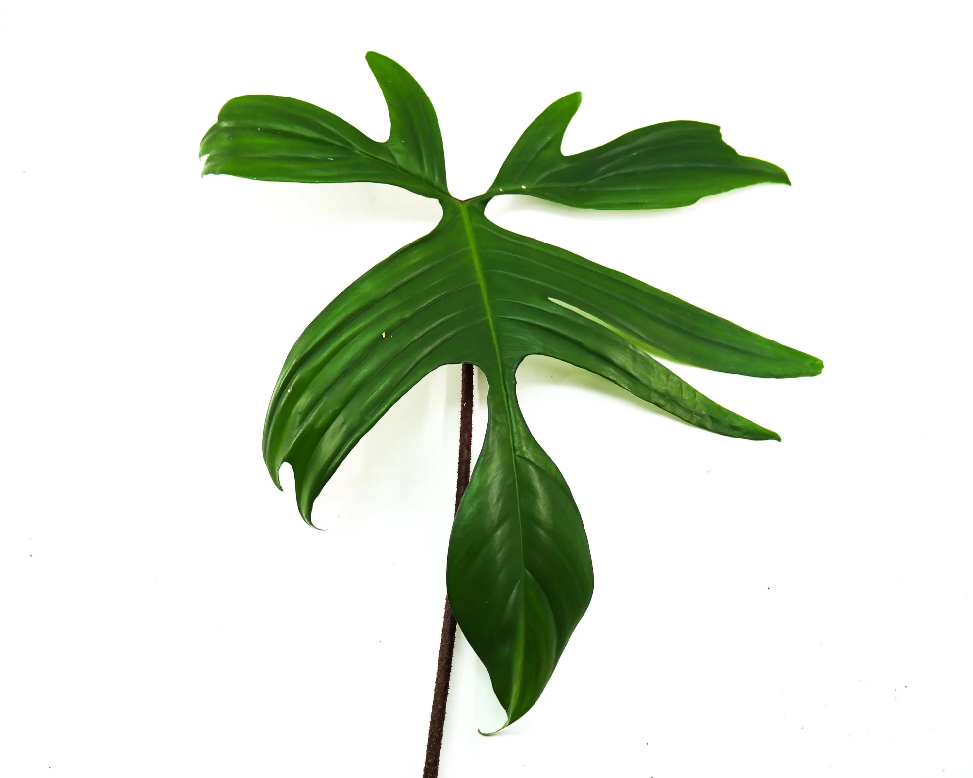 Philodendron pedatum