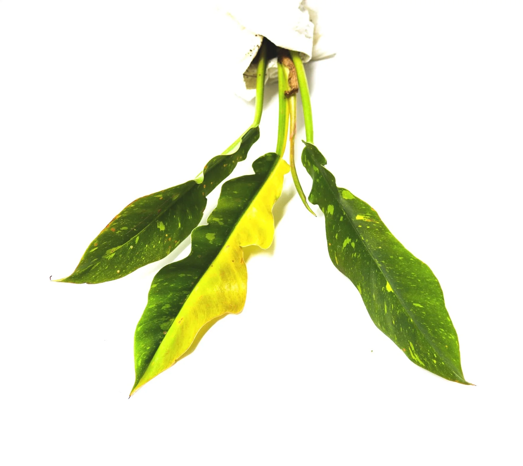 Philodendron "Ring of Fire"