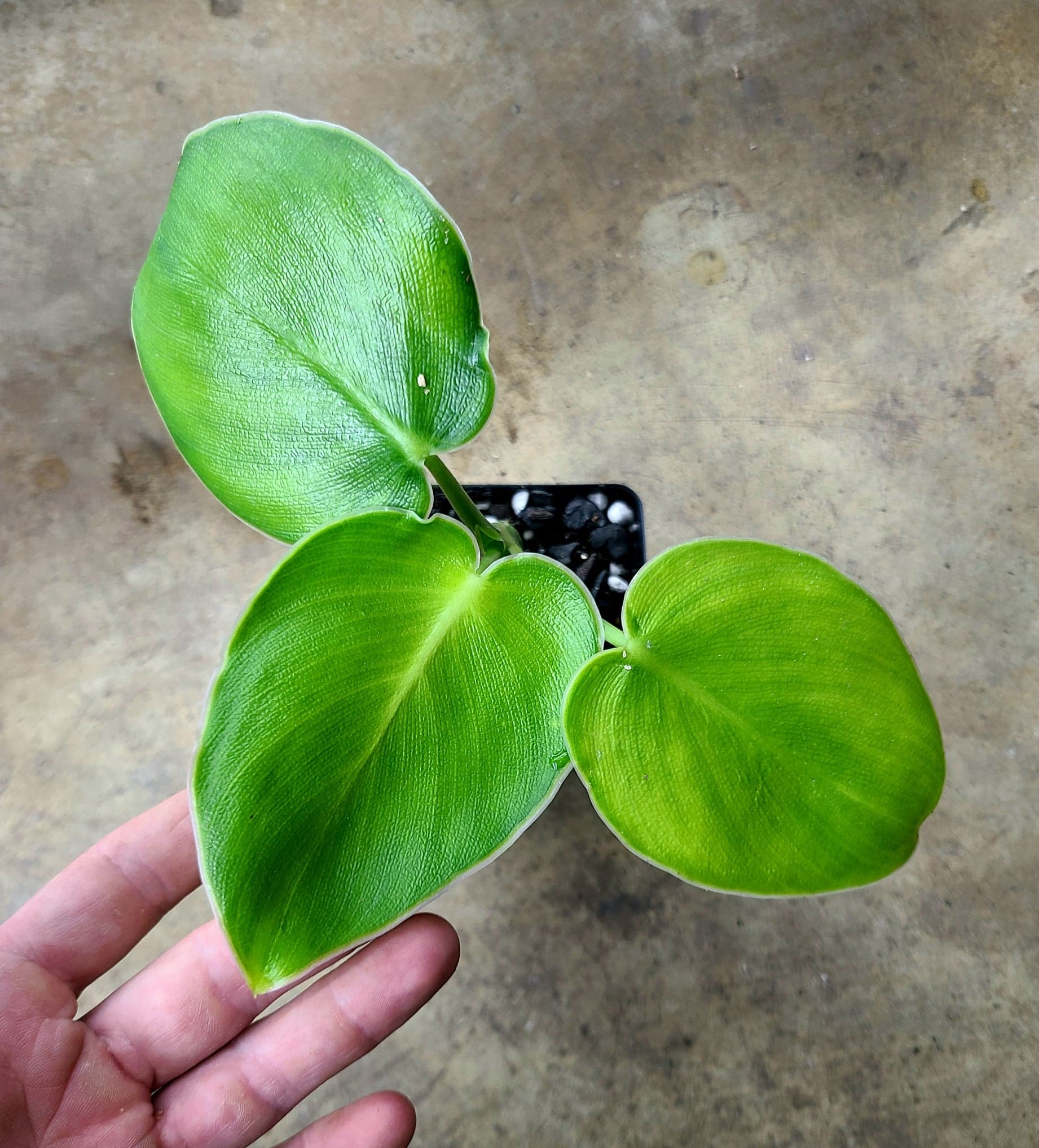 Philodendron rugosum - Image 2