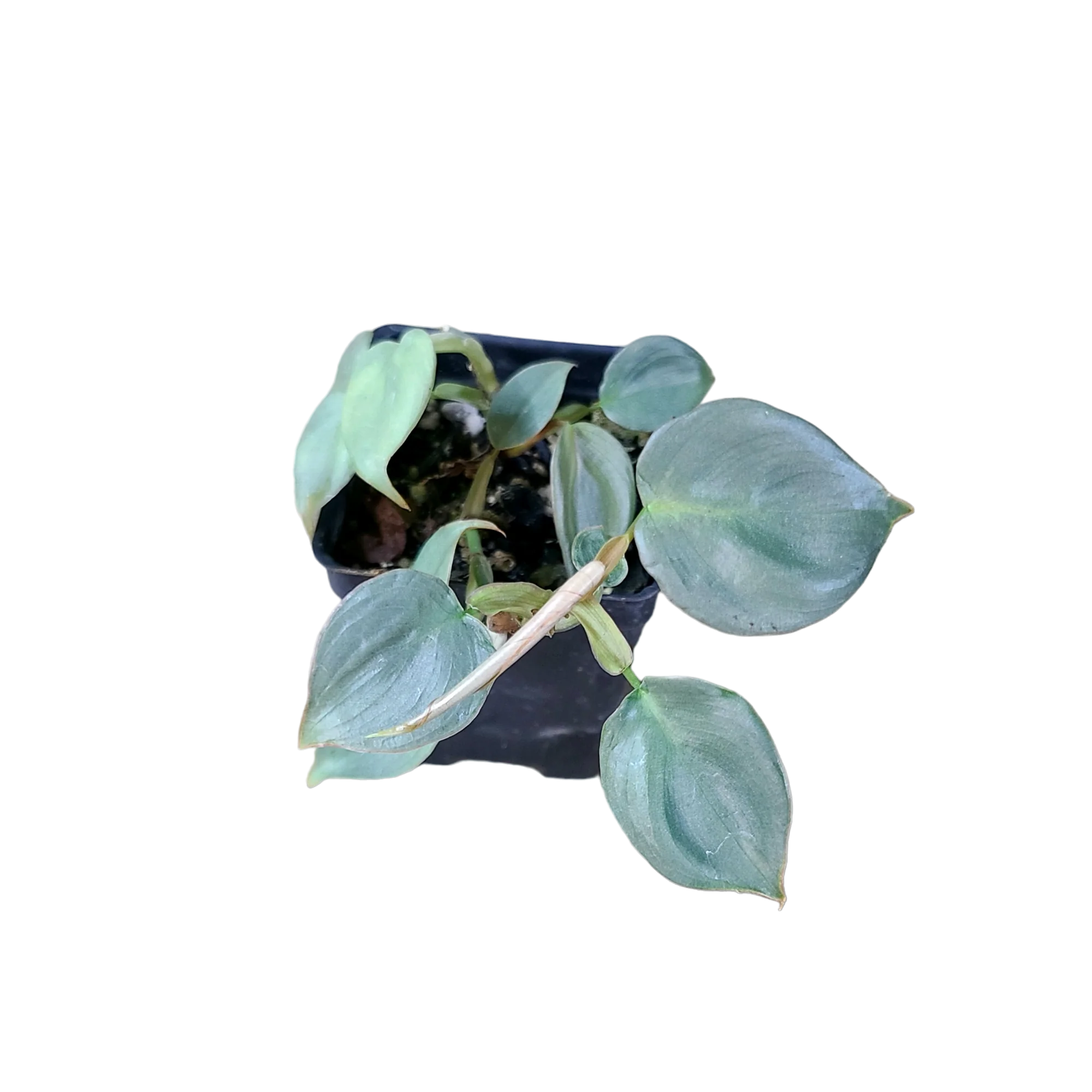 Philodendron "Silver / Mini Blue"