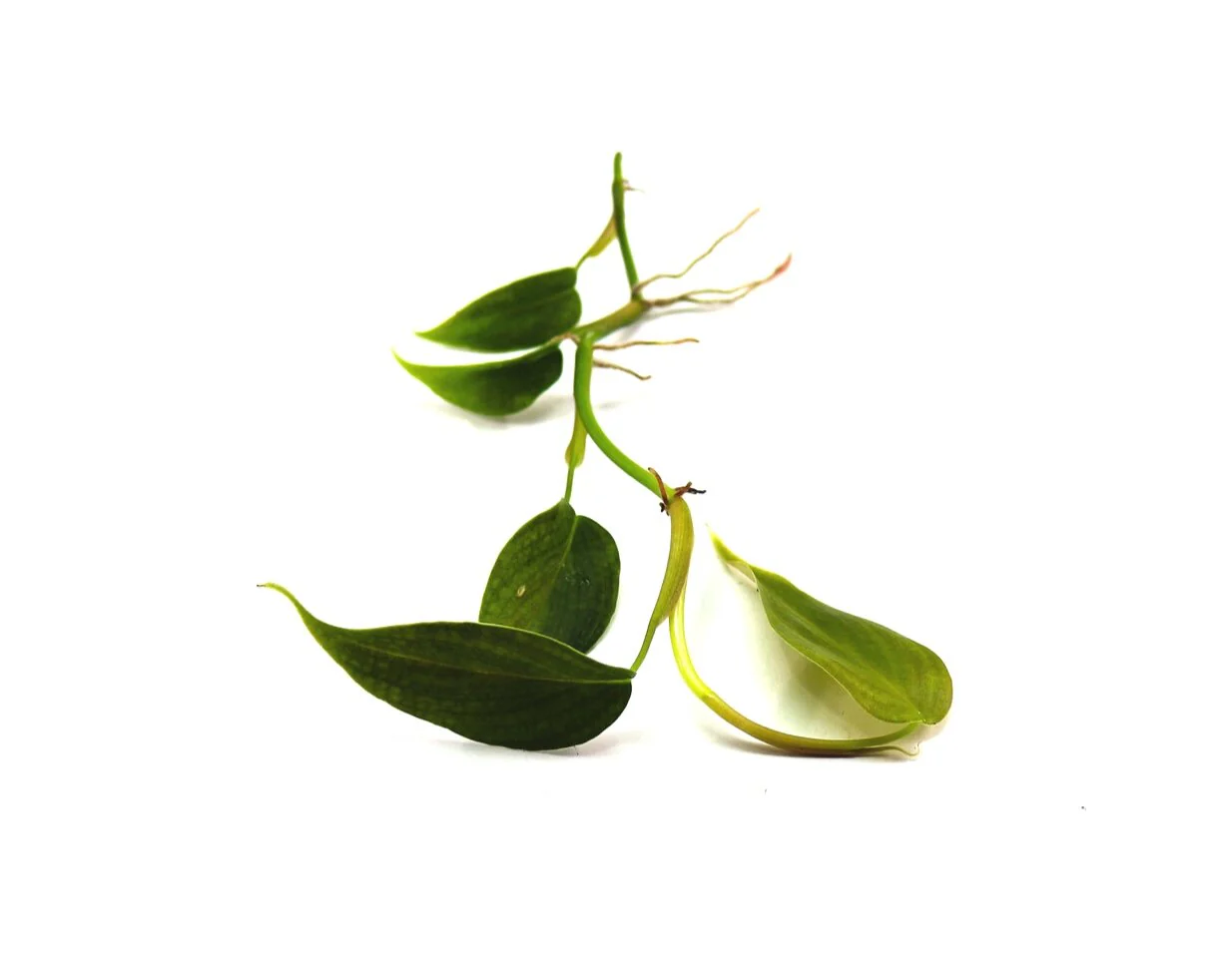 Philodendron sp. Condor
