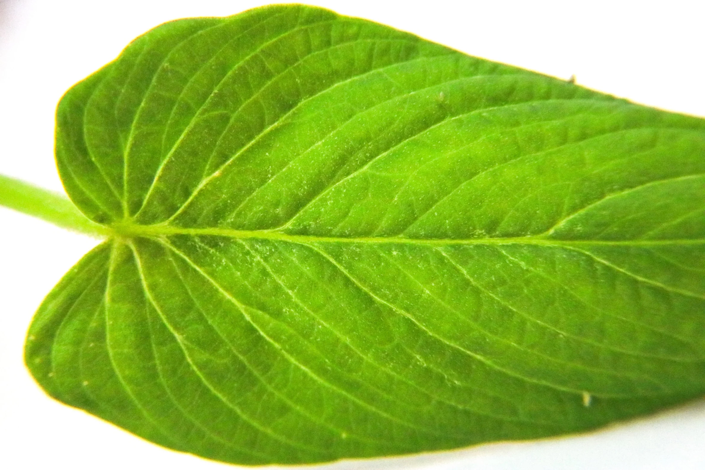 Philodendron sp. Corrugatum - Image 2