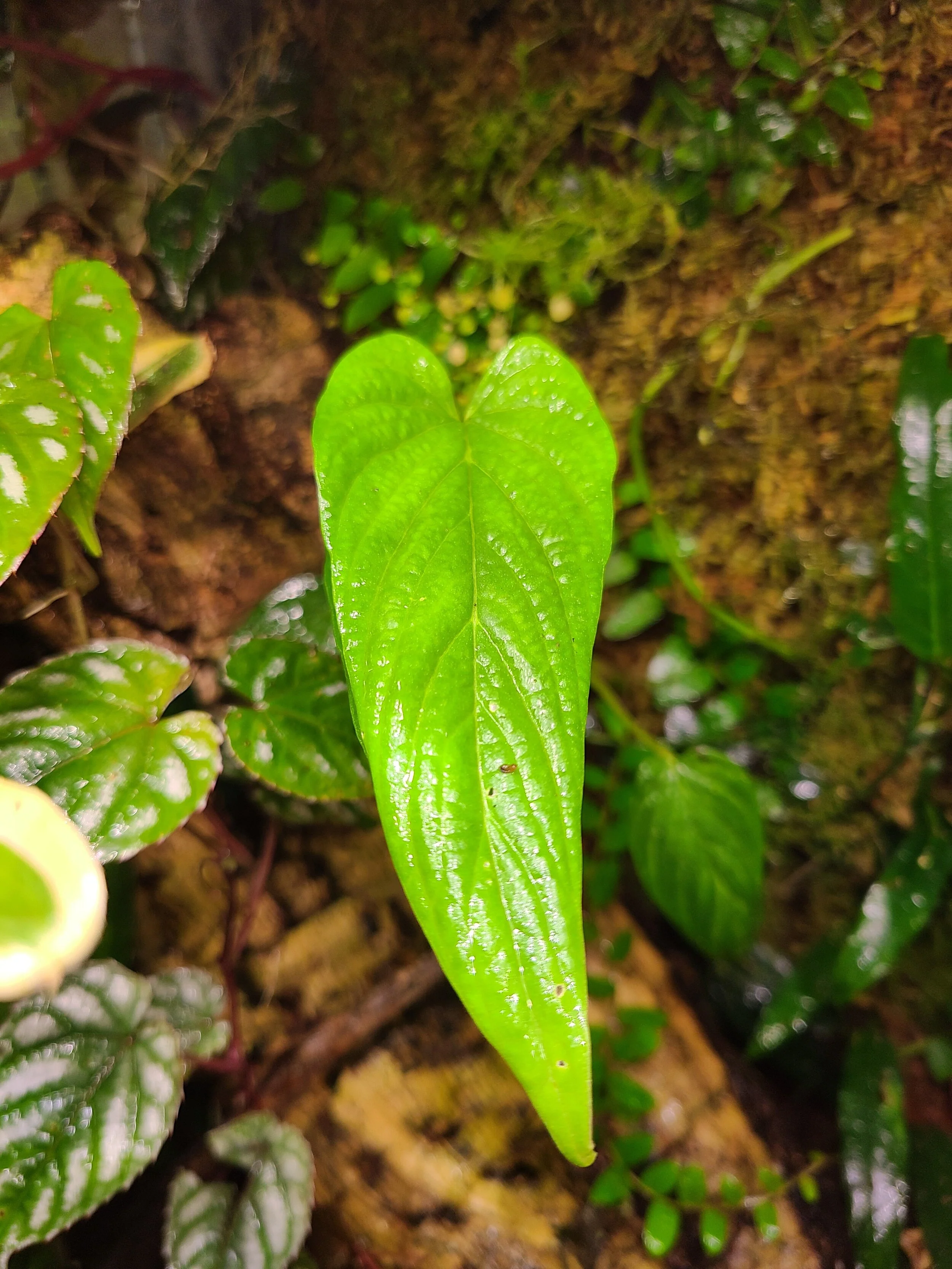Philodendron sp. Corrugatum - Image 3