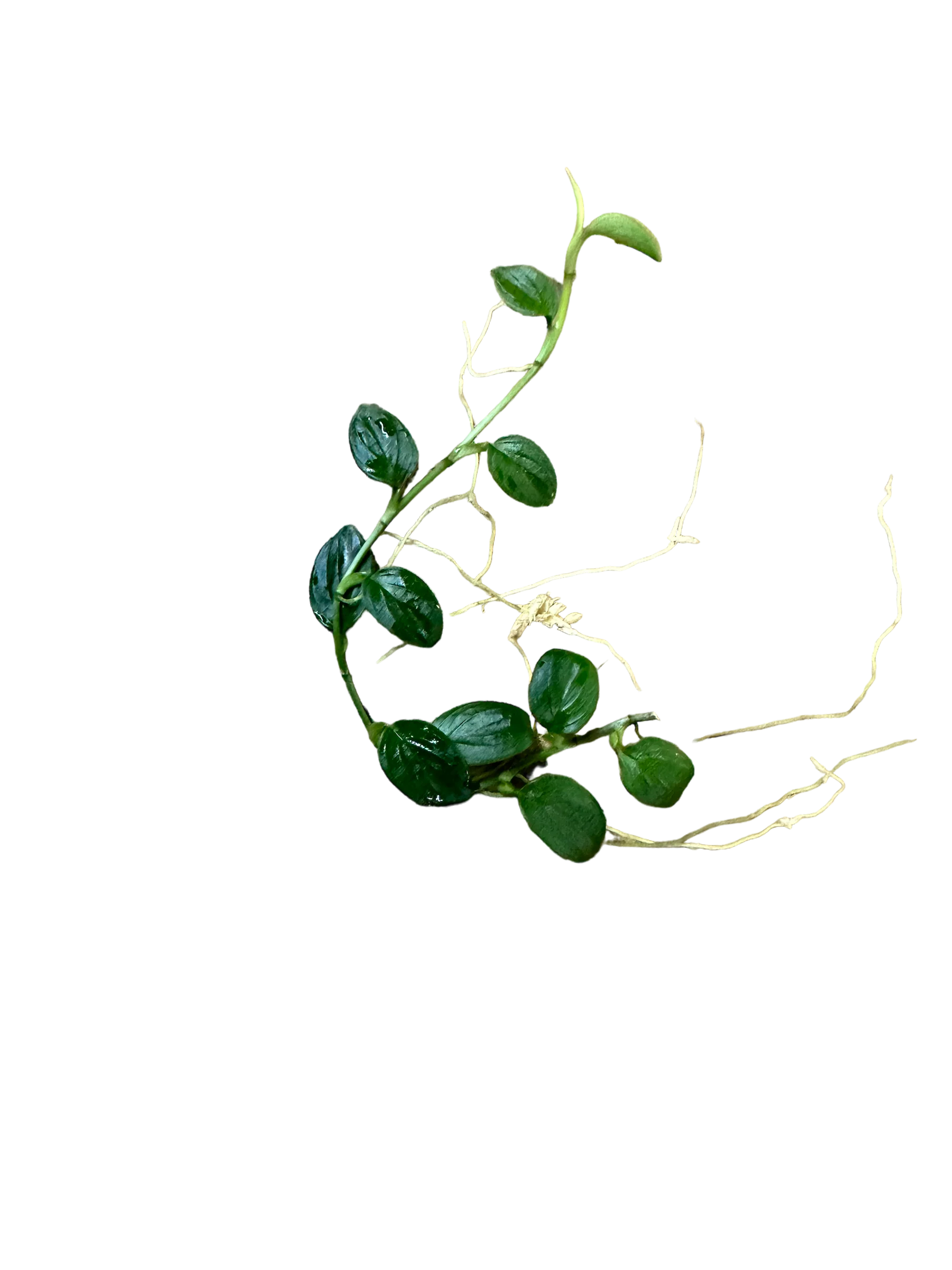 Philodendron sp. “Mini pteropus #3”