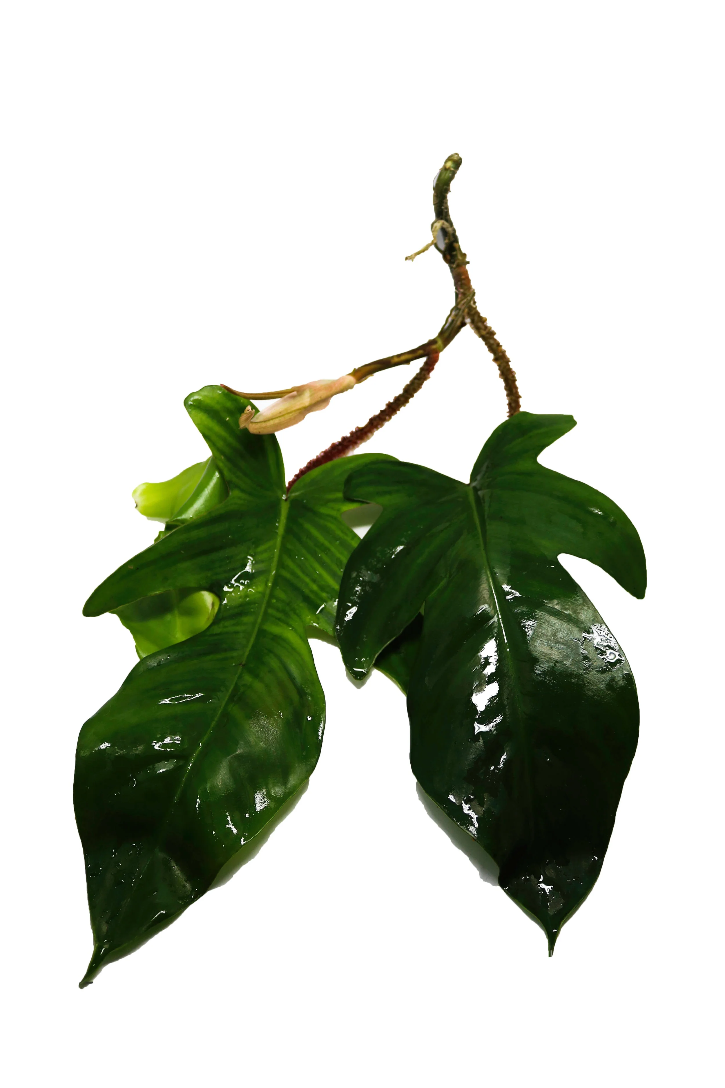 Philodendron squamiferum