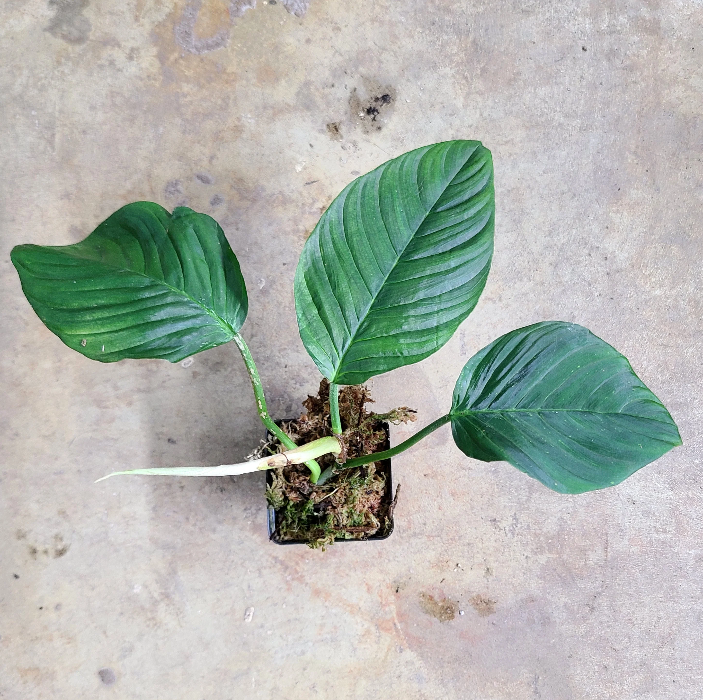 Philodendron squamipetiolatum