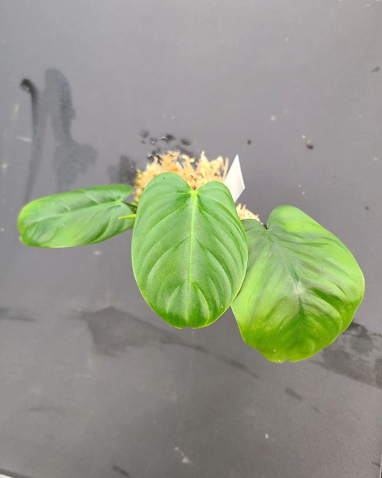 Philodendron tenue "Type"