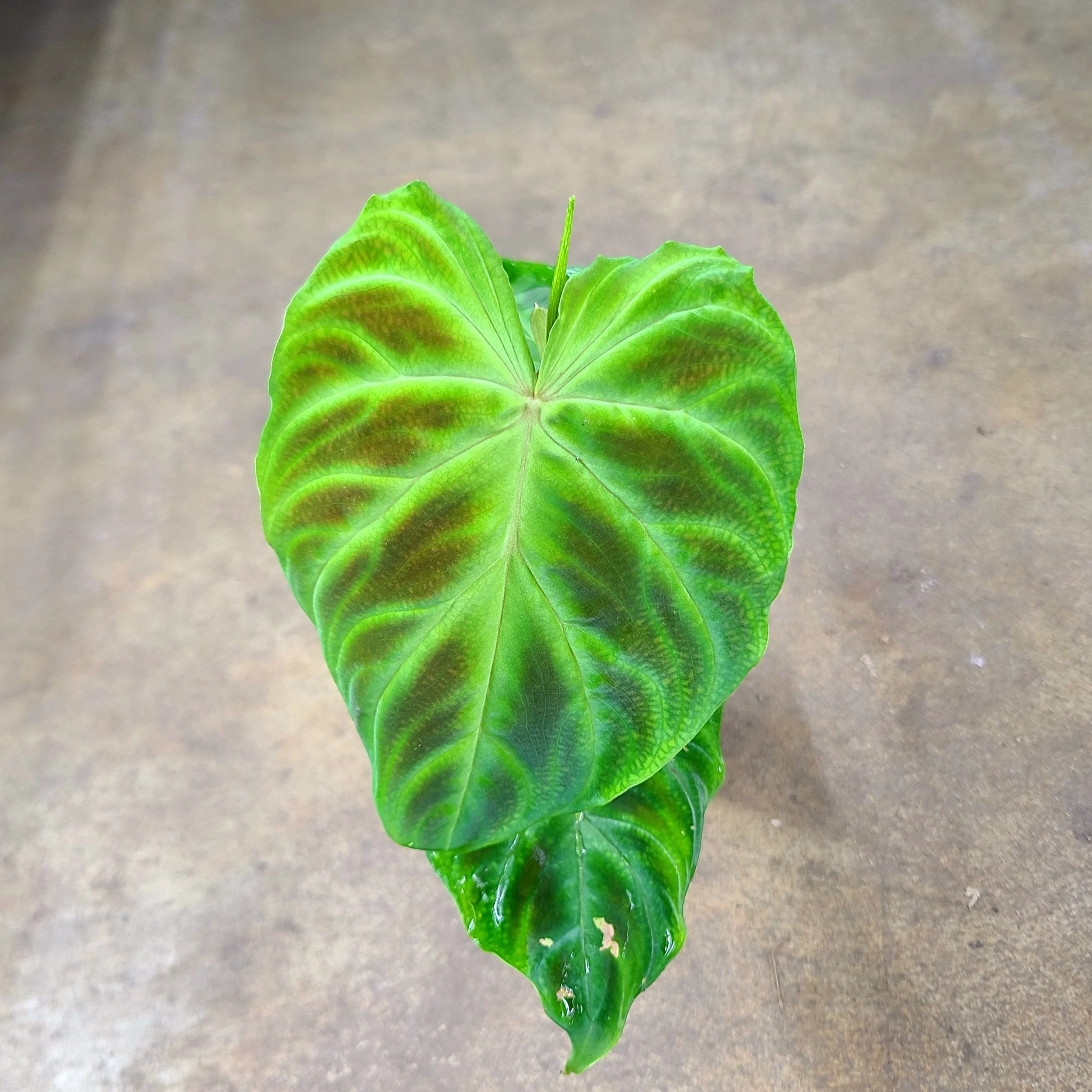 Philodendron verrucosum