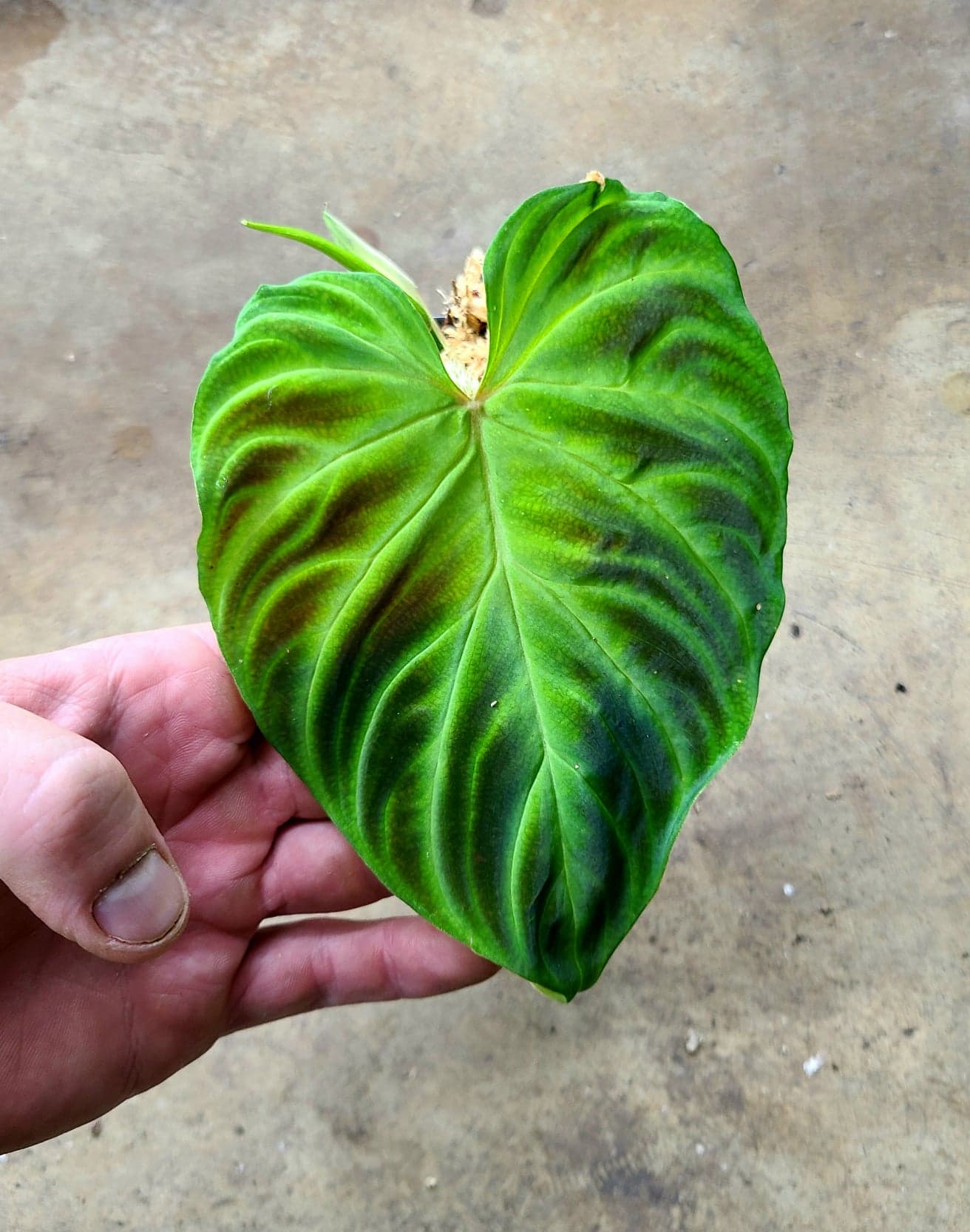 Philodendron verrucosum - Image 2