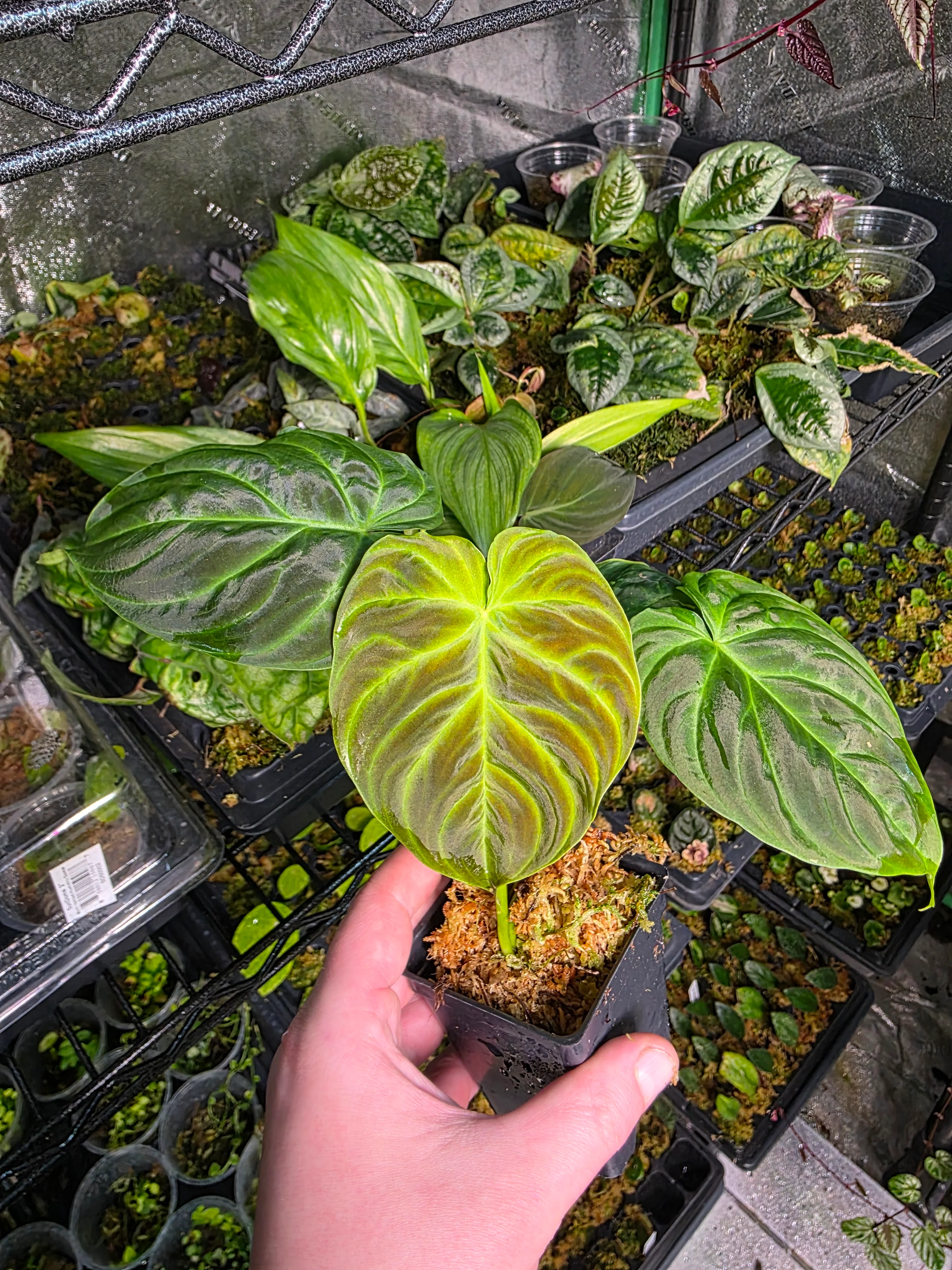 Philodendron verrucosum Ecuador - Mini - Image 2