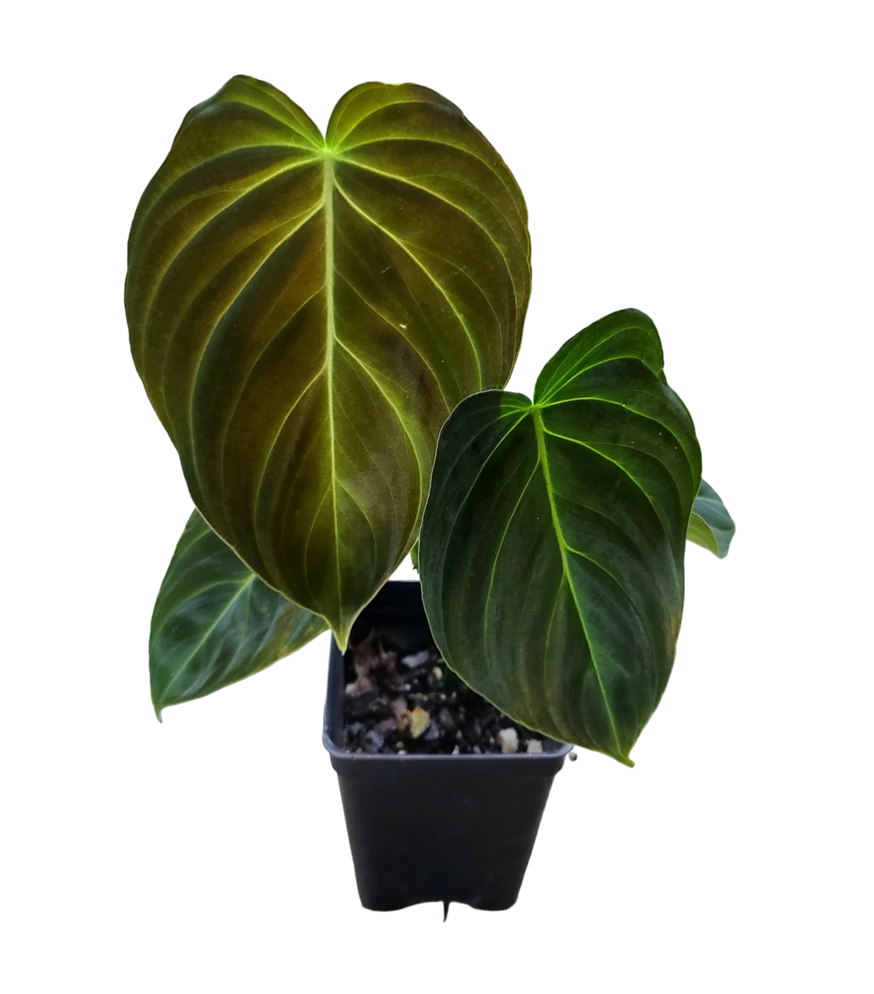 Philodendron verrucosum x melanochrysum 'Splendid'