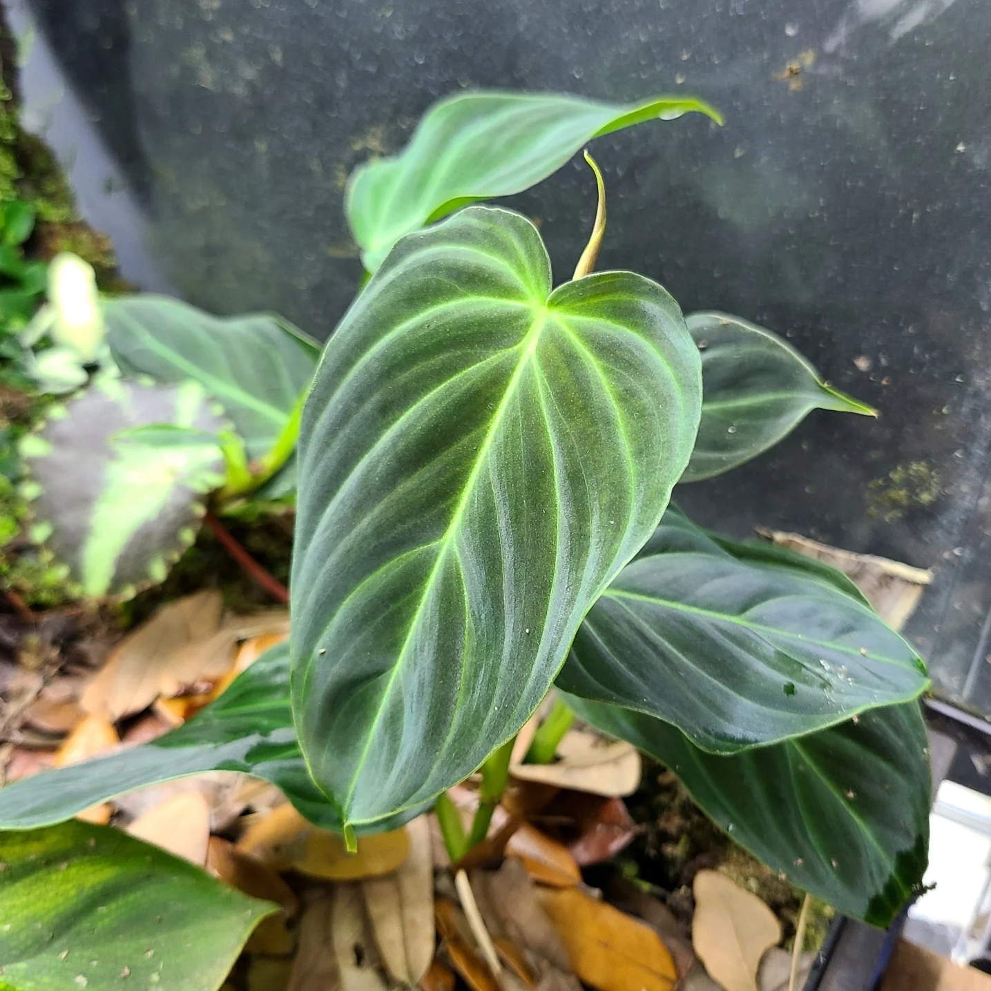 Philodendron verrucosum x melanochrysum 'Splendid' - Image 3