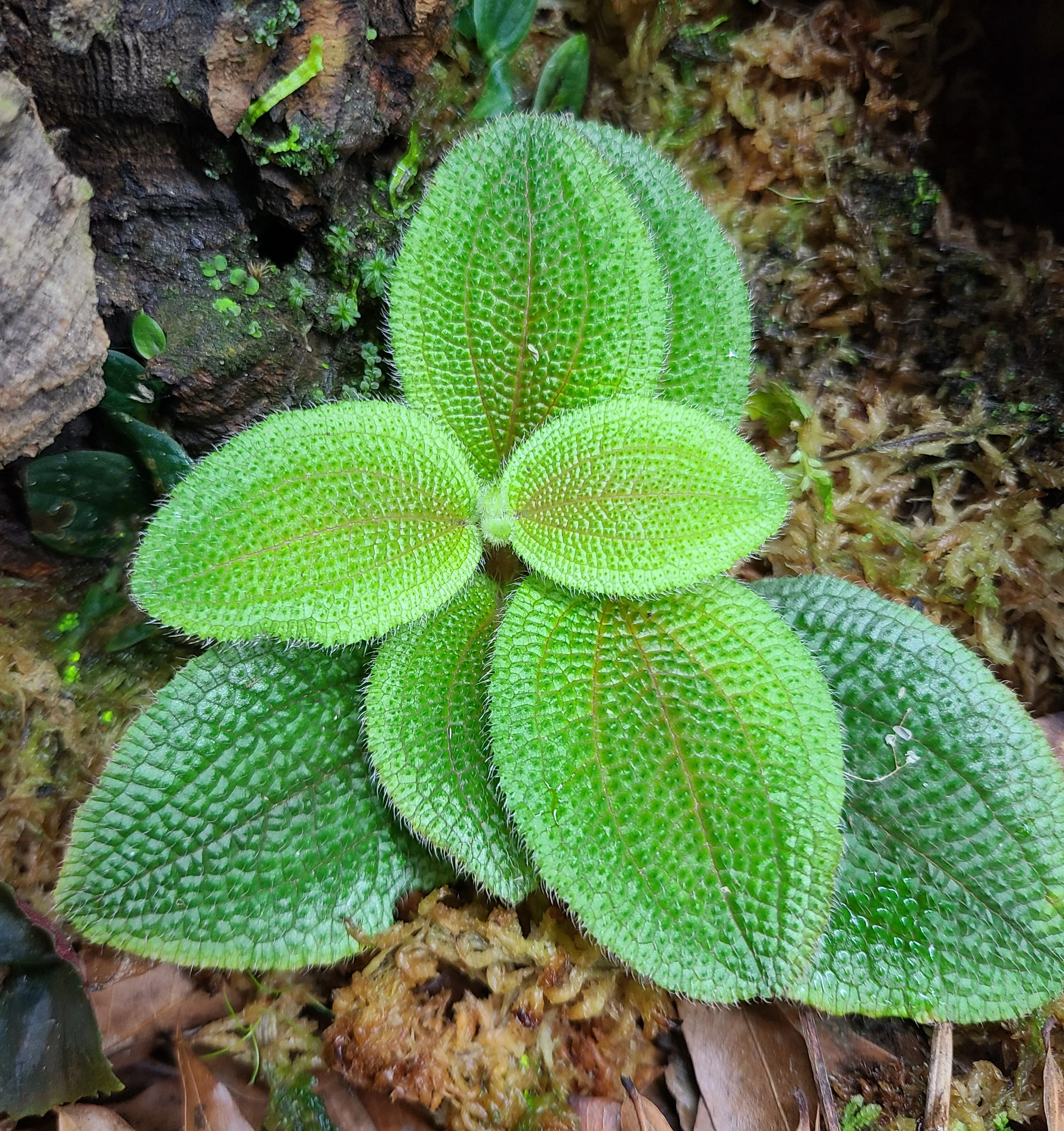 Phyllagathis sp