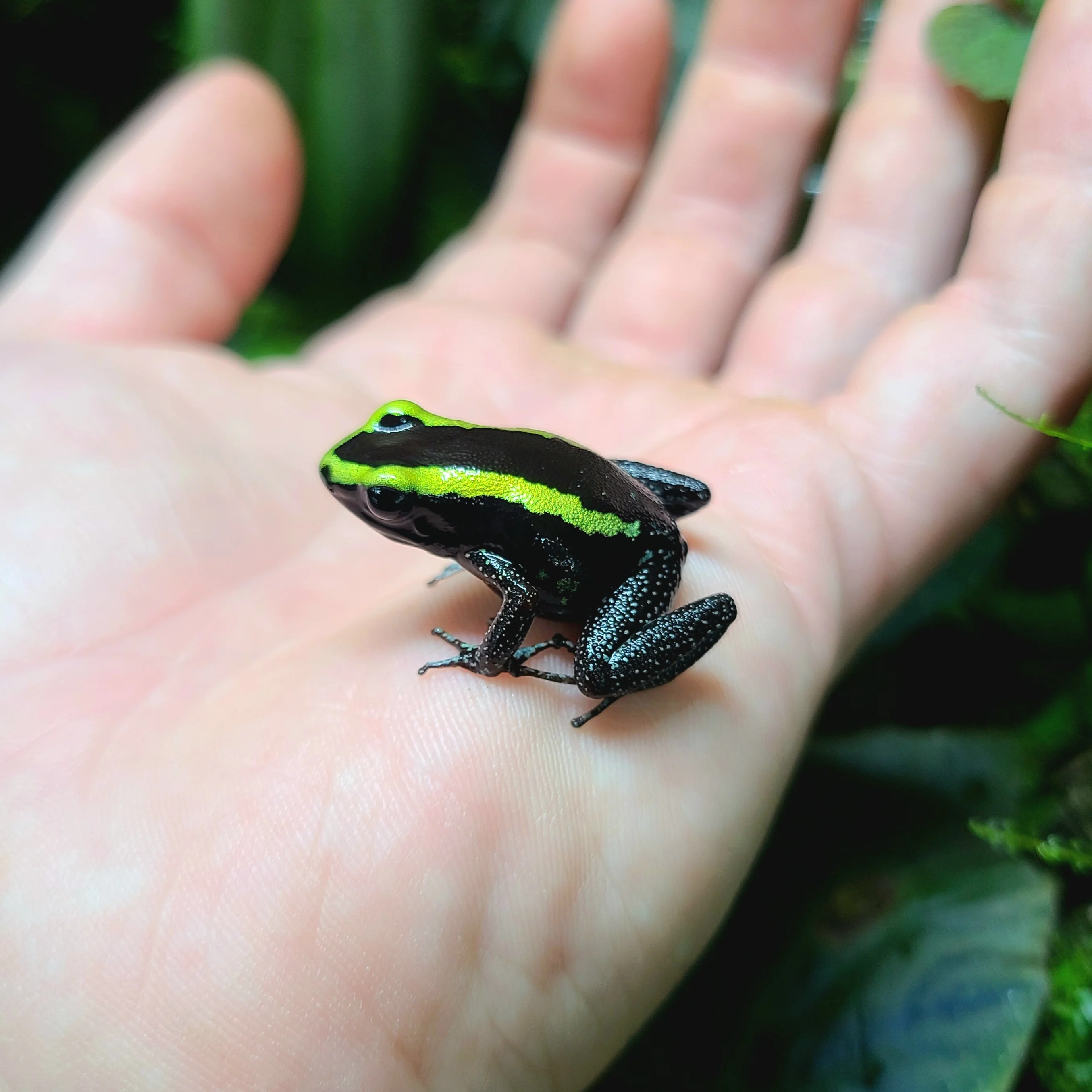 Phyllobates aurotaenia “Green” - Image 2
