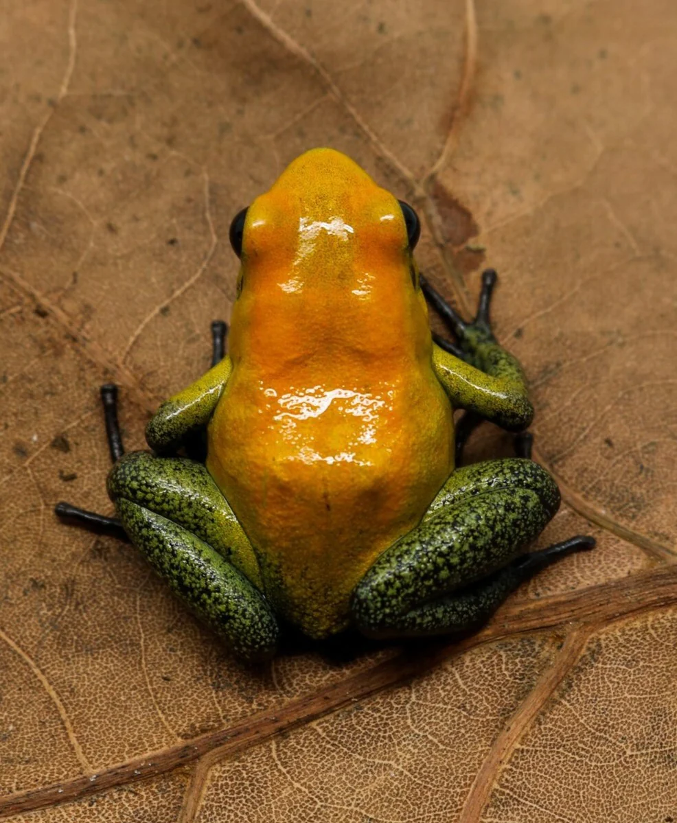 Phyllobates bicolor - Image 2