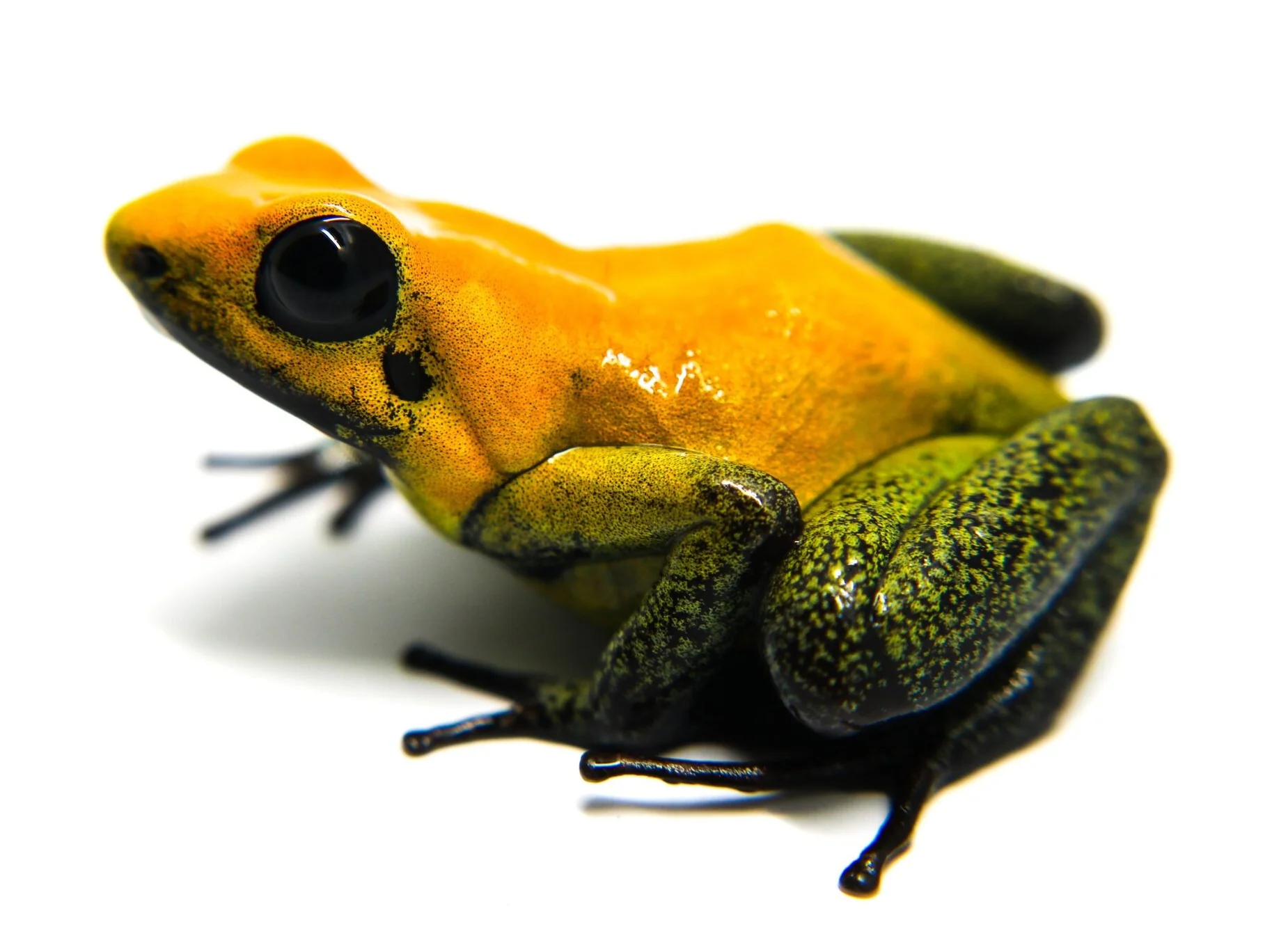 Phyllobates bicolor - Image 3