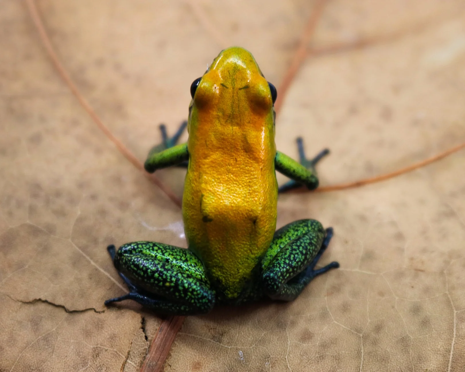 Phyllobates bicolor "Uraba" - Image 2