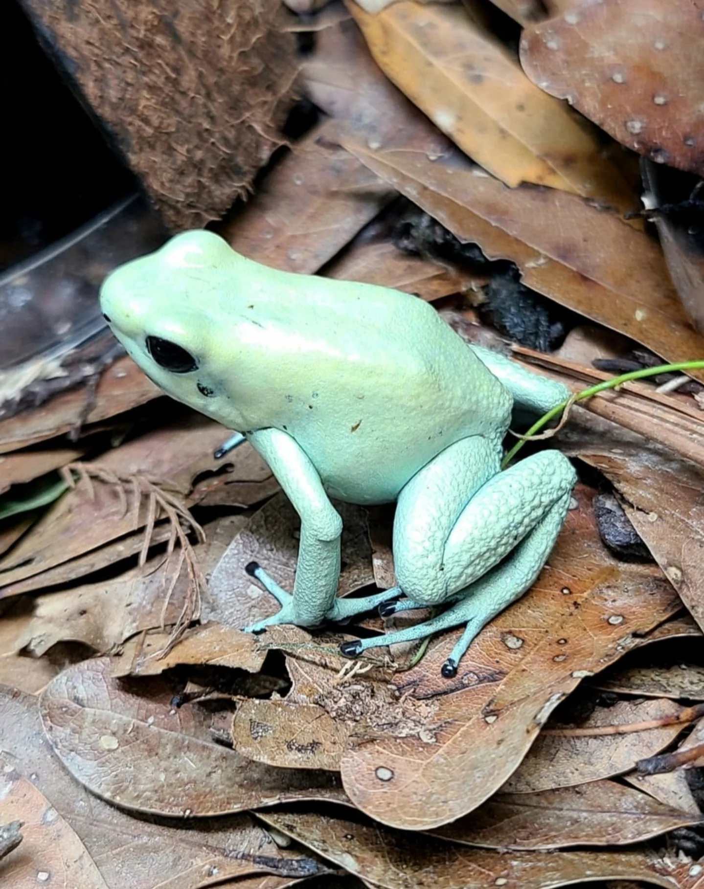 Phyllobates terribilis "Mint" - Image 2