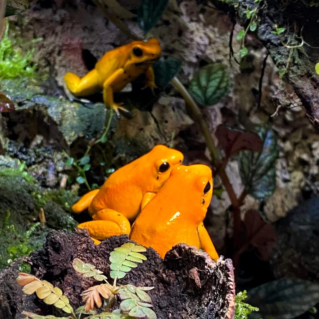 Phyllobates terribilis "Orange"