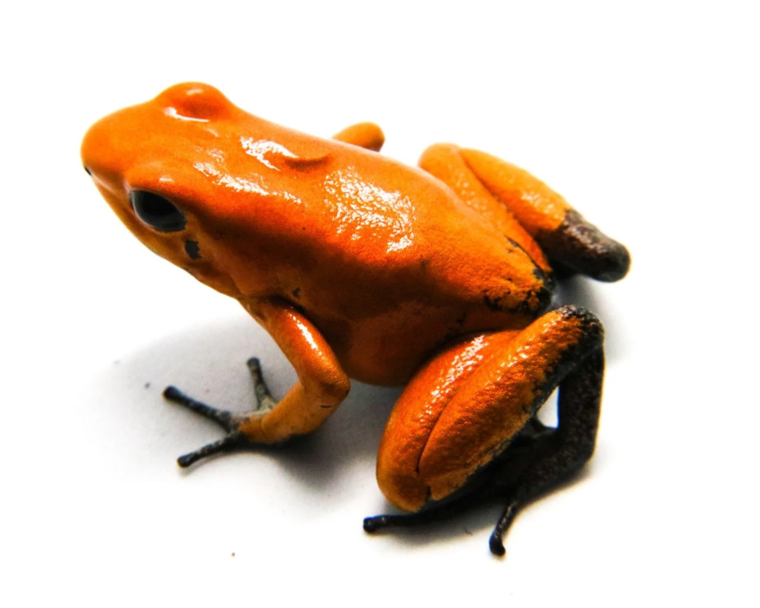 Phyllobates terribilis "Orange Blackfoot"
