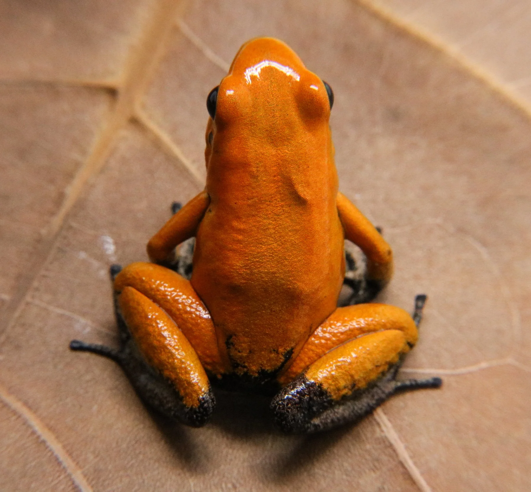 Phyllobates terribilis "Orange Blackfoot" - Image 2