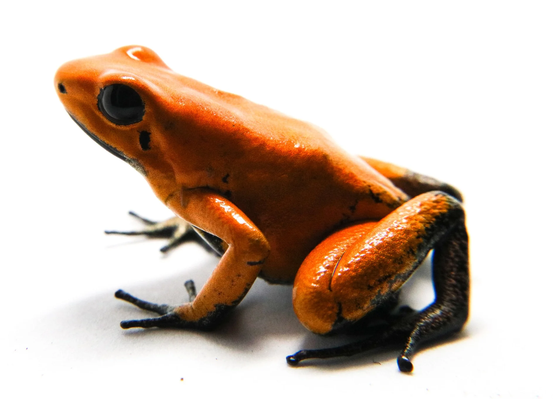Phyllobates terribilis "Orange Blackfoot" Tadpole - Image 3