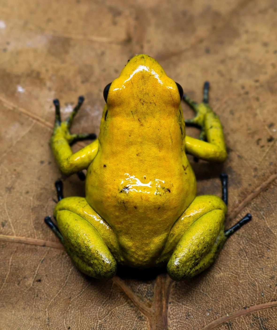 Phyllobates terribilis "Yellow" - Image 2