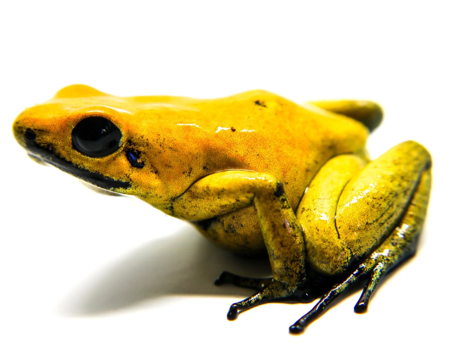 Phyllobates terribilis "Yellow" - Image 3