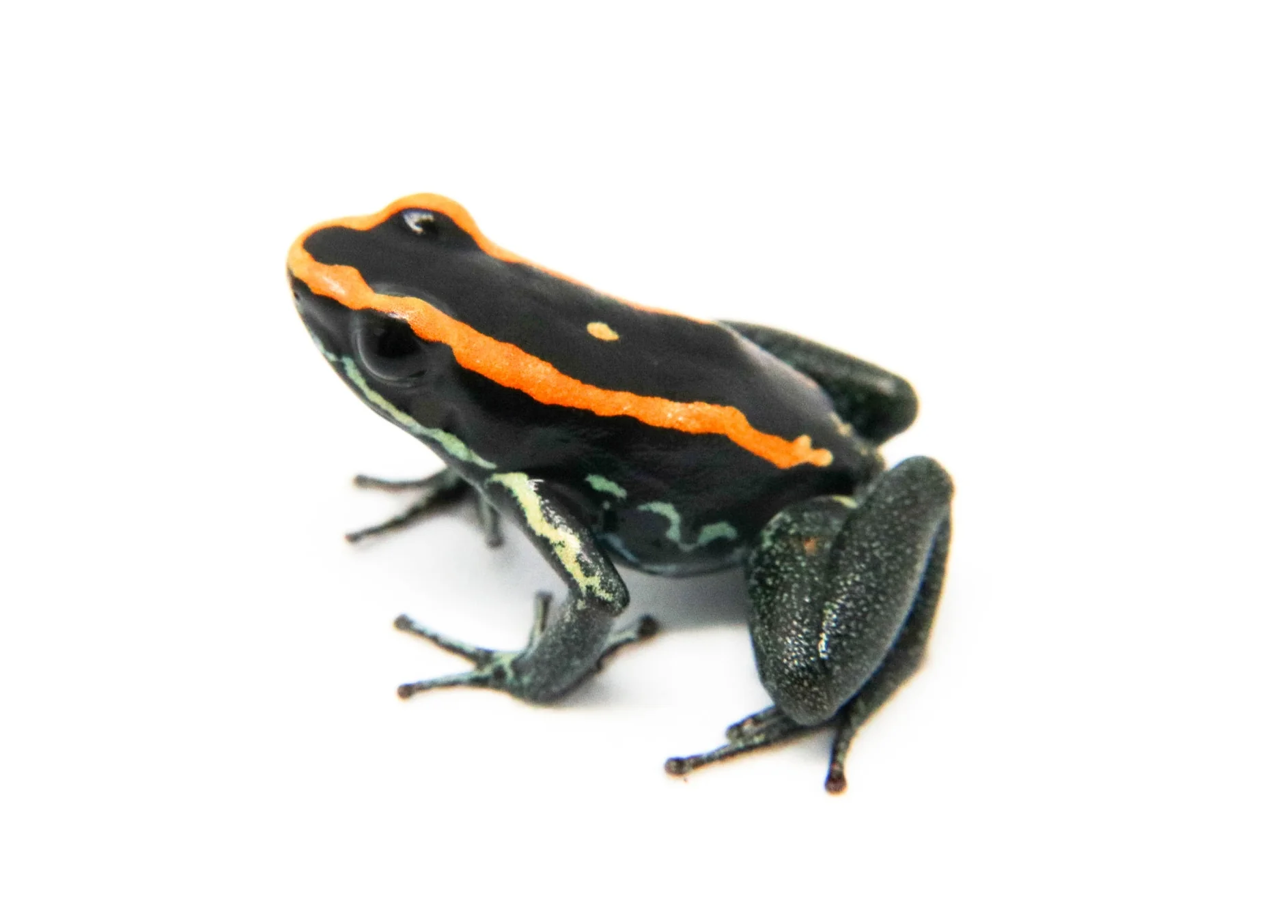 Phyllobates vittatus