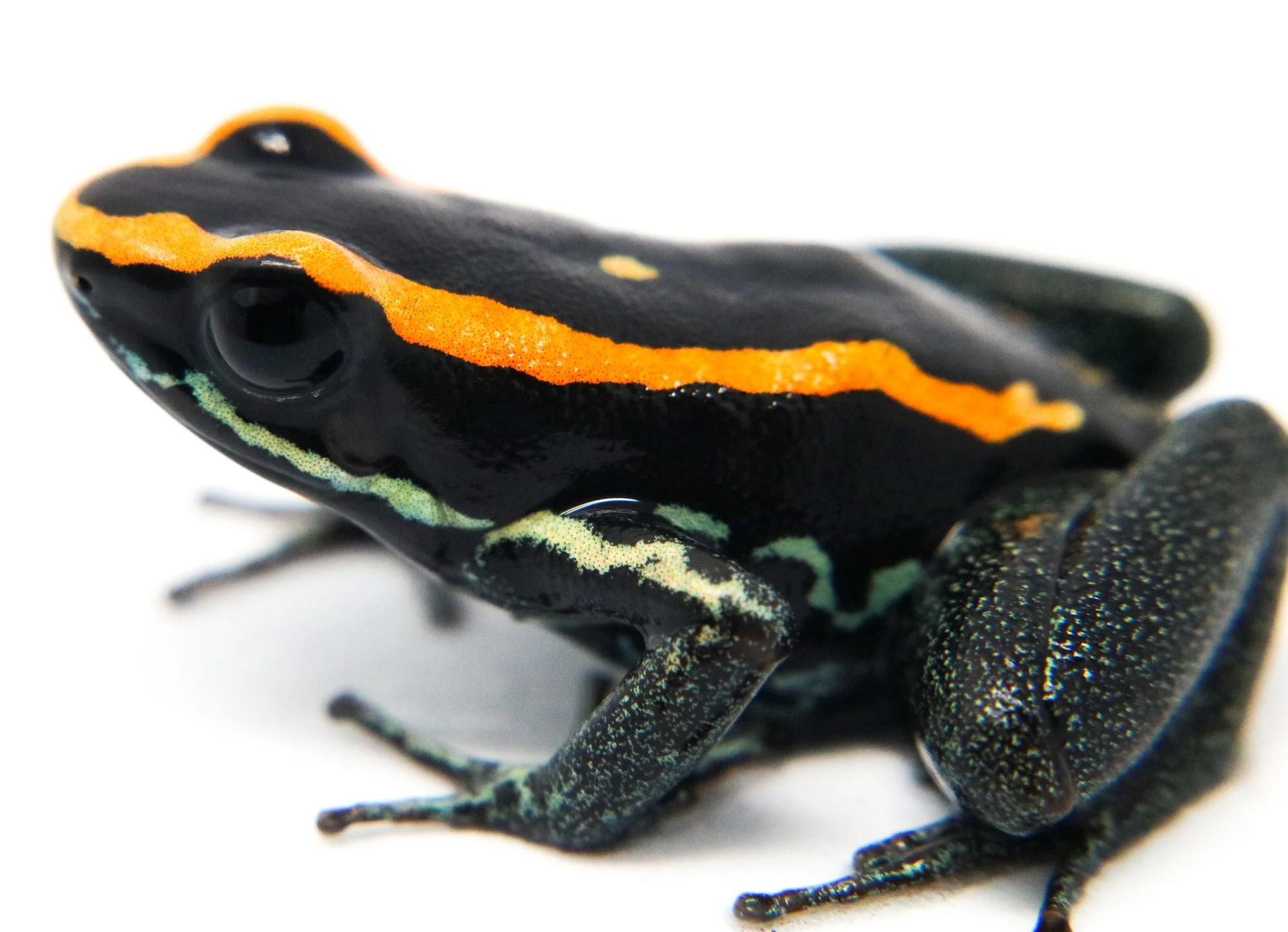 Phyllobates vittatus - Image 3