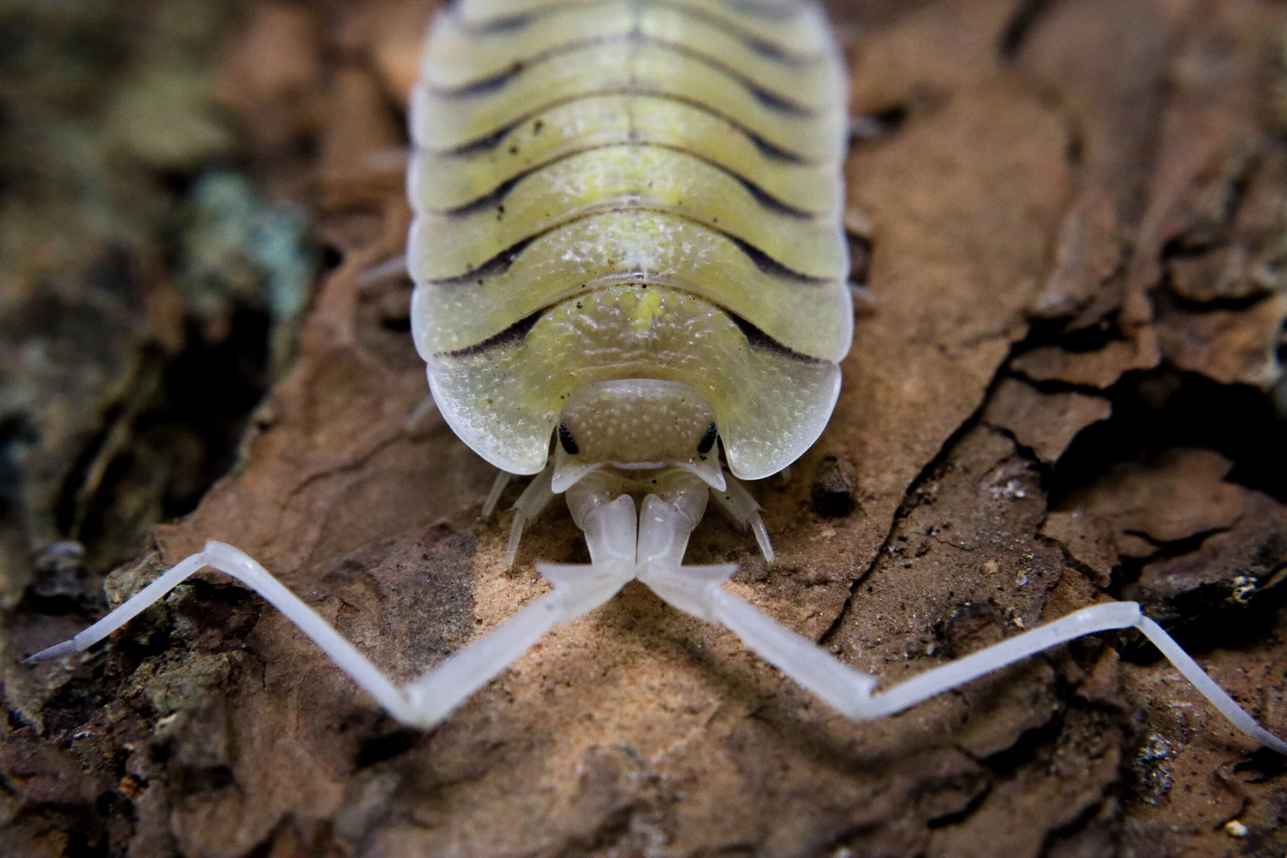 Porcellio bolivari "Bolivari" - Image 2