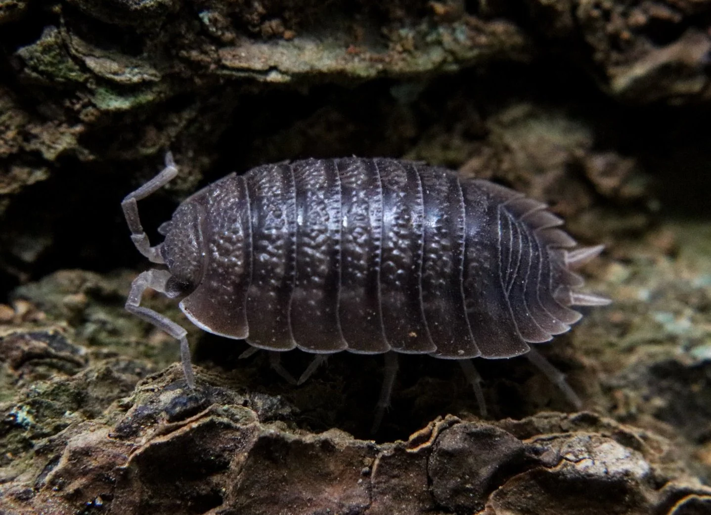 Porcellio dilatatus "Giant Canyon"