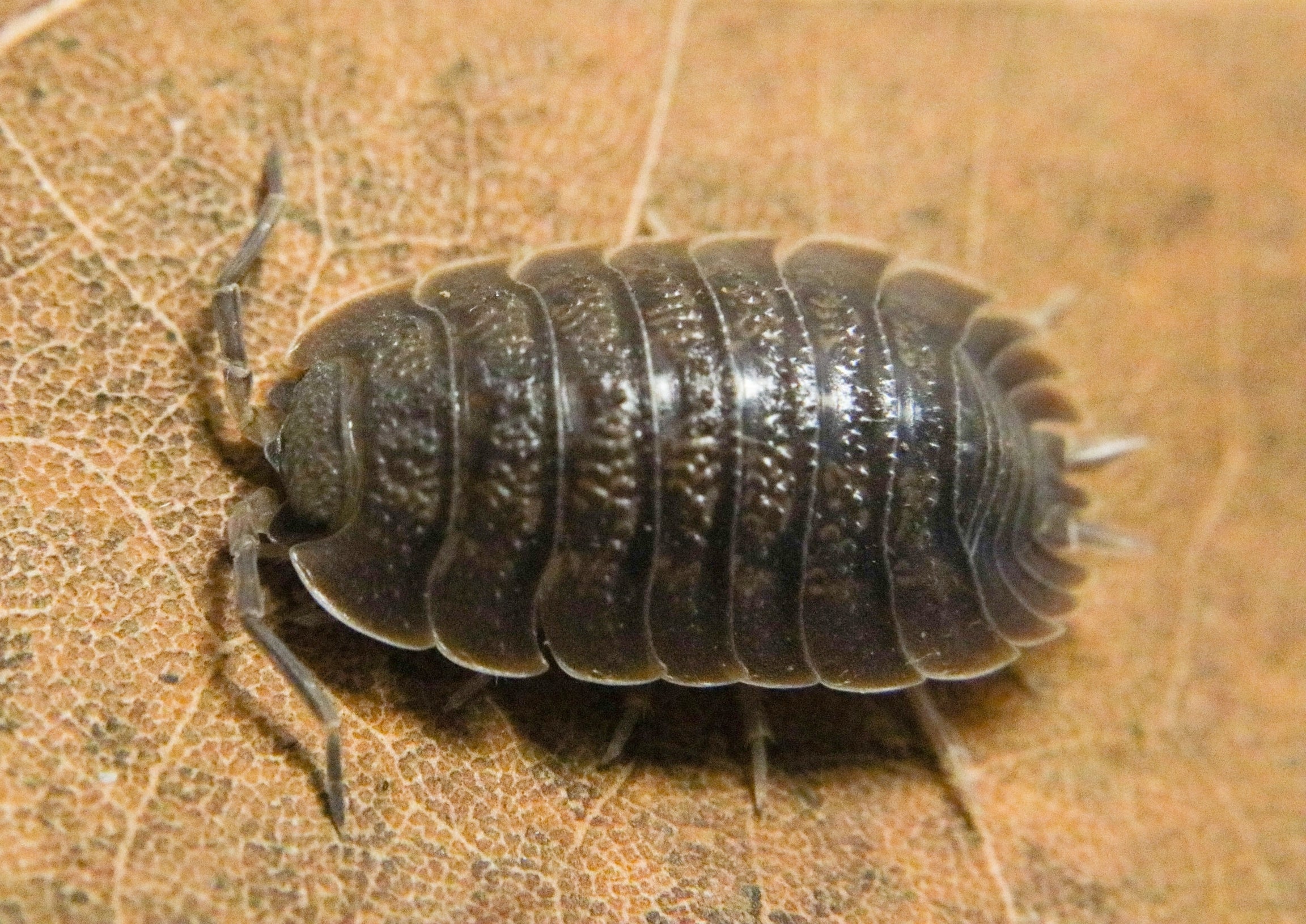 Porcellio dilatatus "Giant Canyon" - Image 2