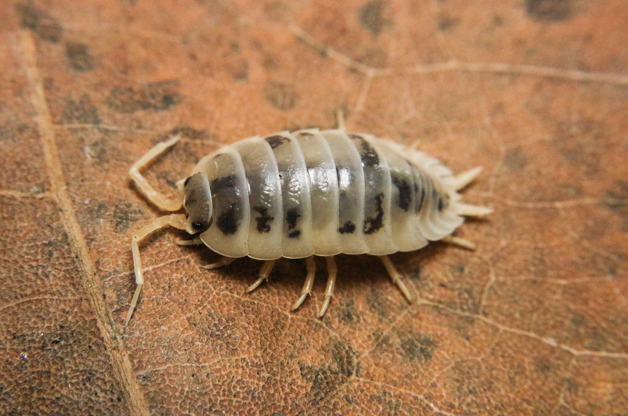 Porcellio laevis “Dairy Cow”
