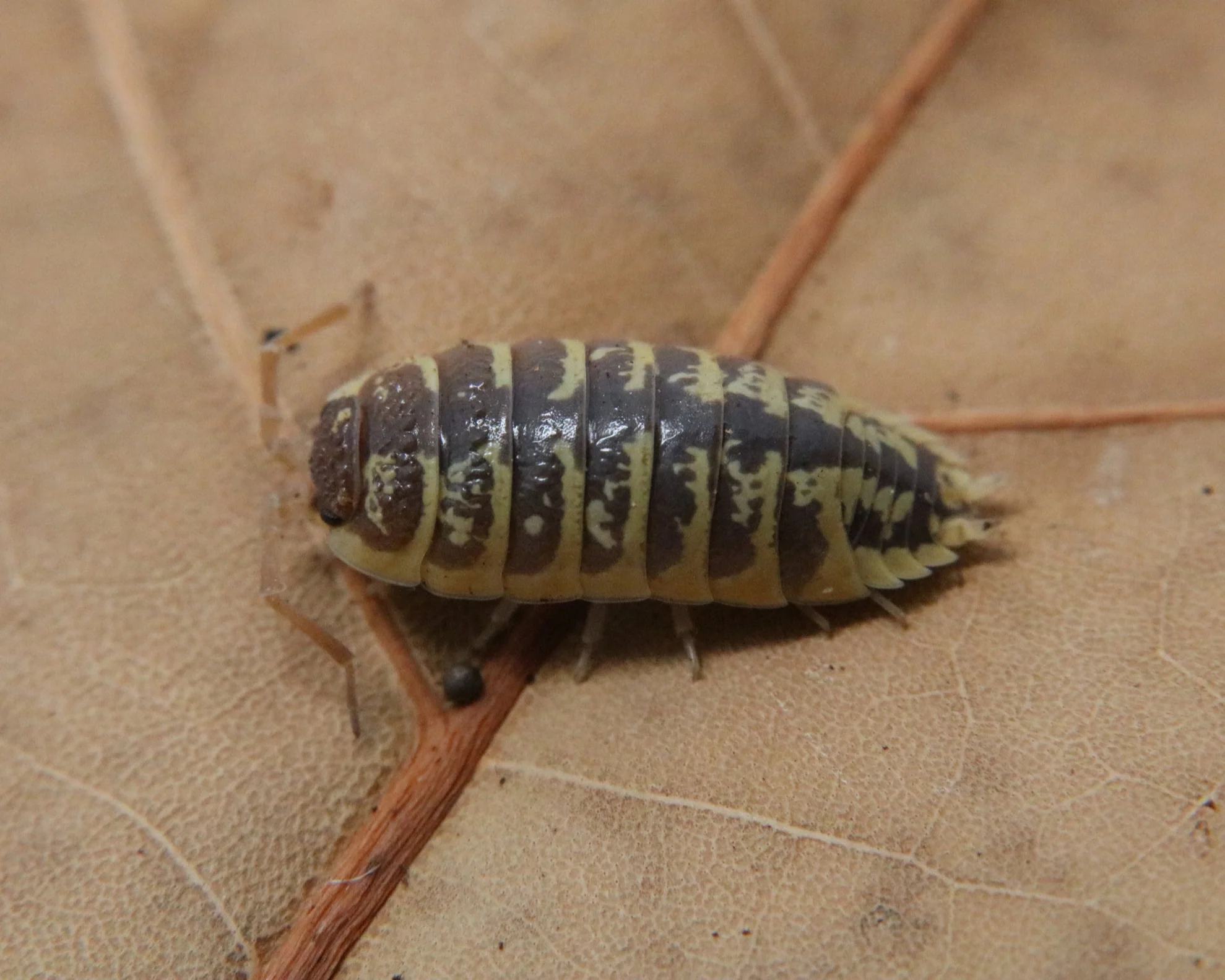 Porcellio ornatus "Chocolate High Yellow"