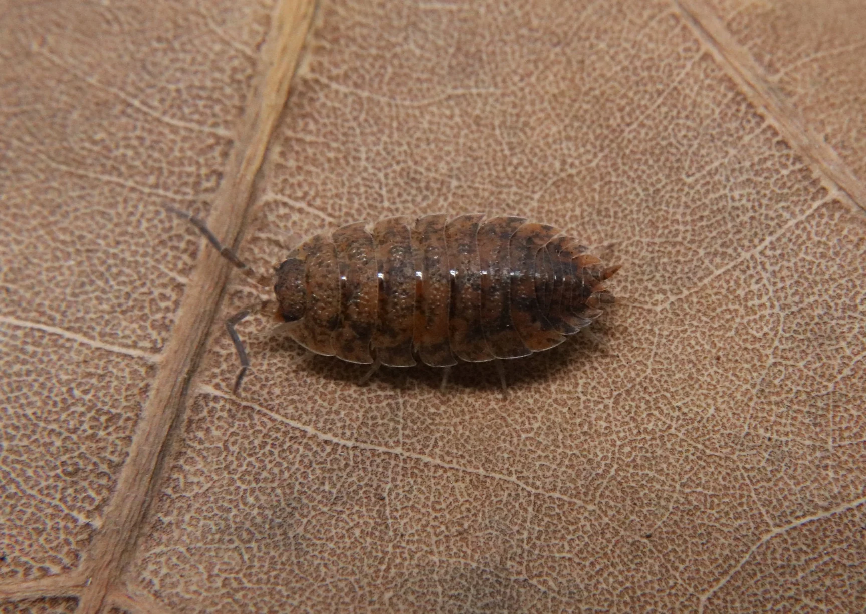 Porcellio scaber “Calico”