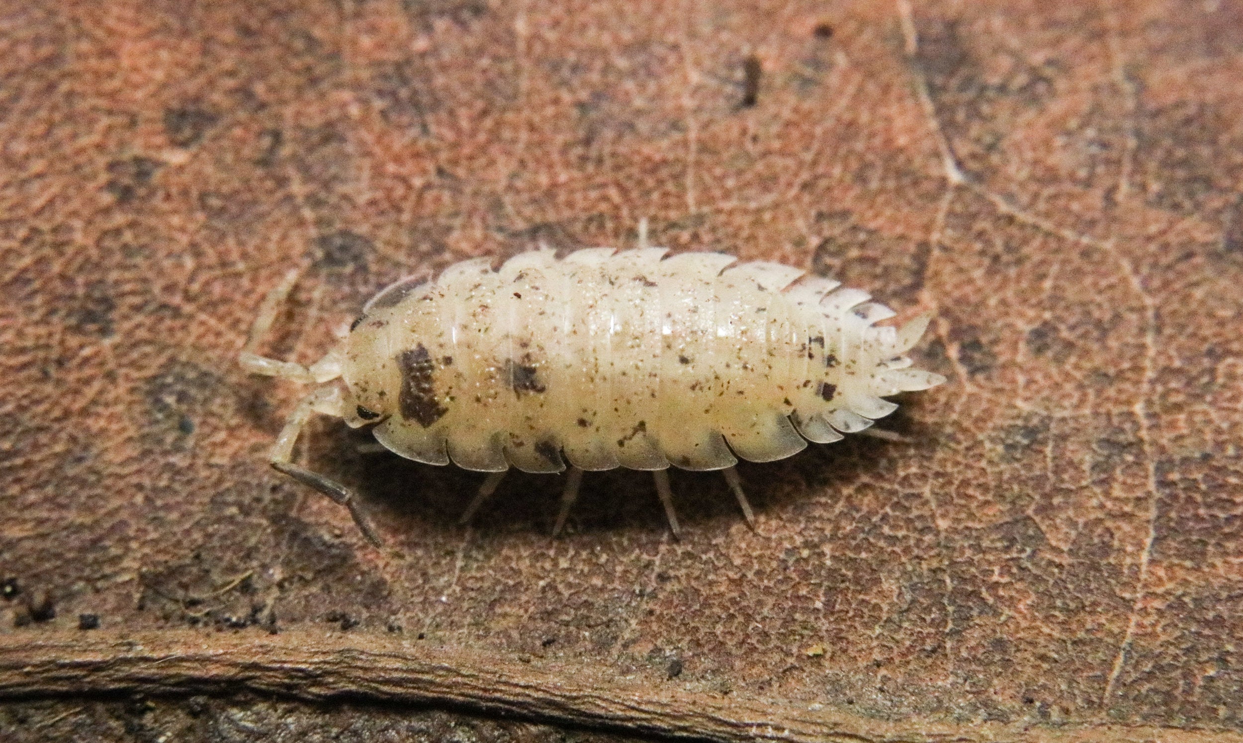 Porcellio scaber “Dalmatian”