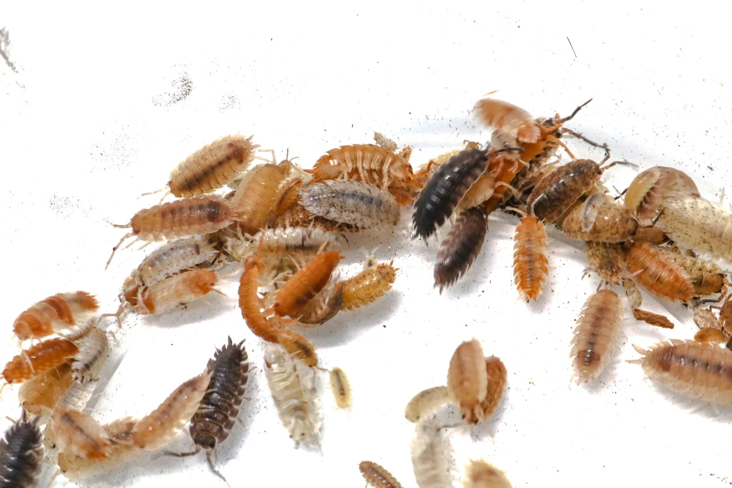 Porcellio scaber "FrogDaddy Lottery Mix"