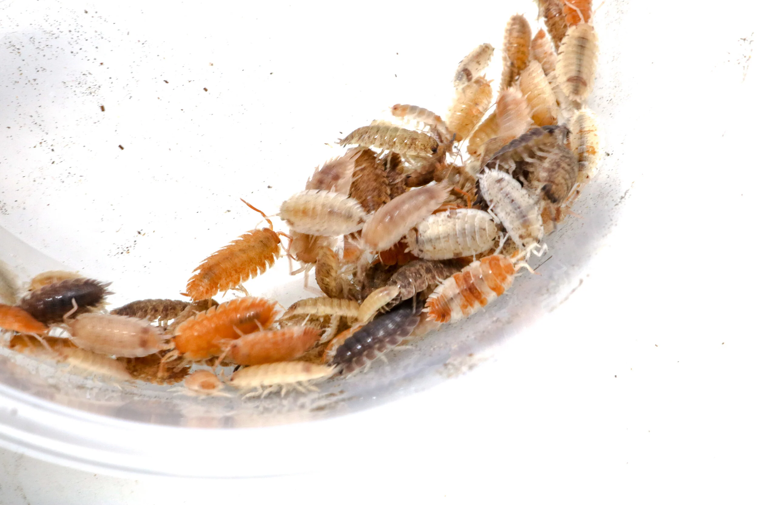 Porcellio scaber "FrogDaddy Lottery Mix" - Image 2