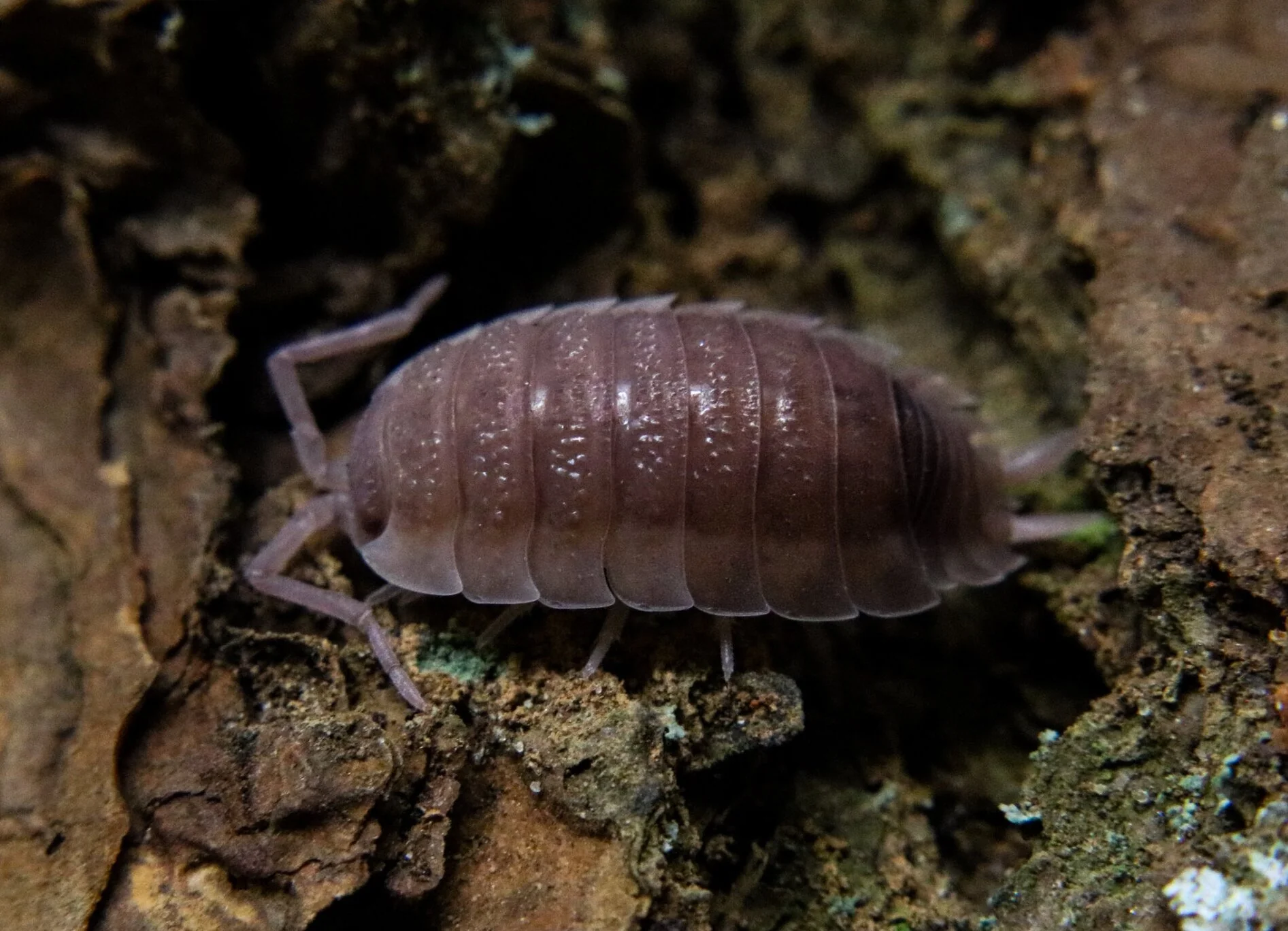 Porcellio scaber "Ghost"
