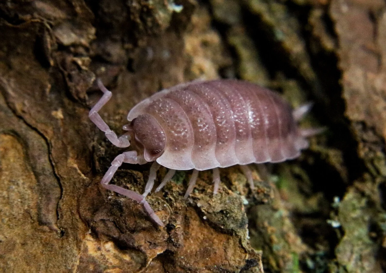 Porcellio scaber "Ghost" - Image 2