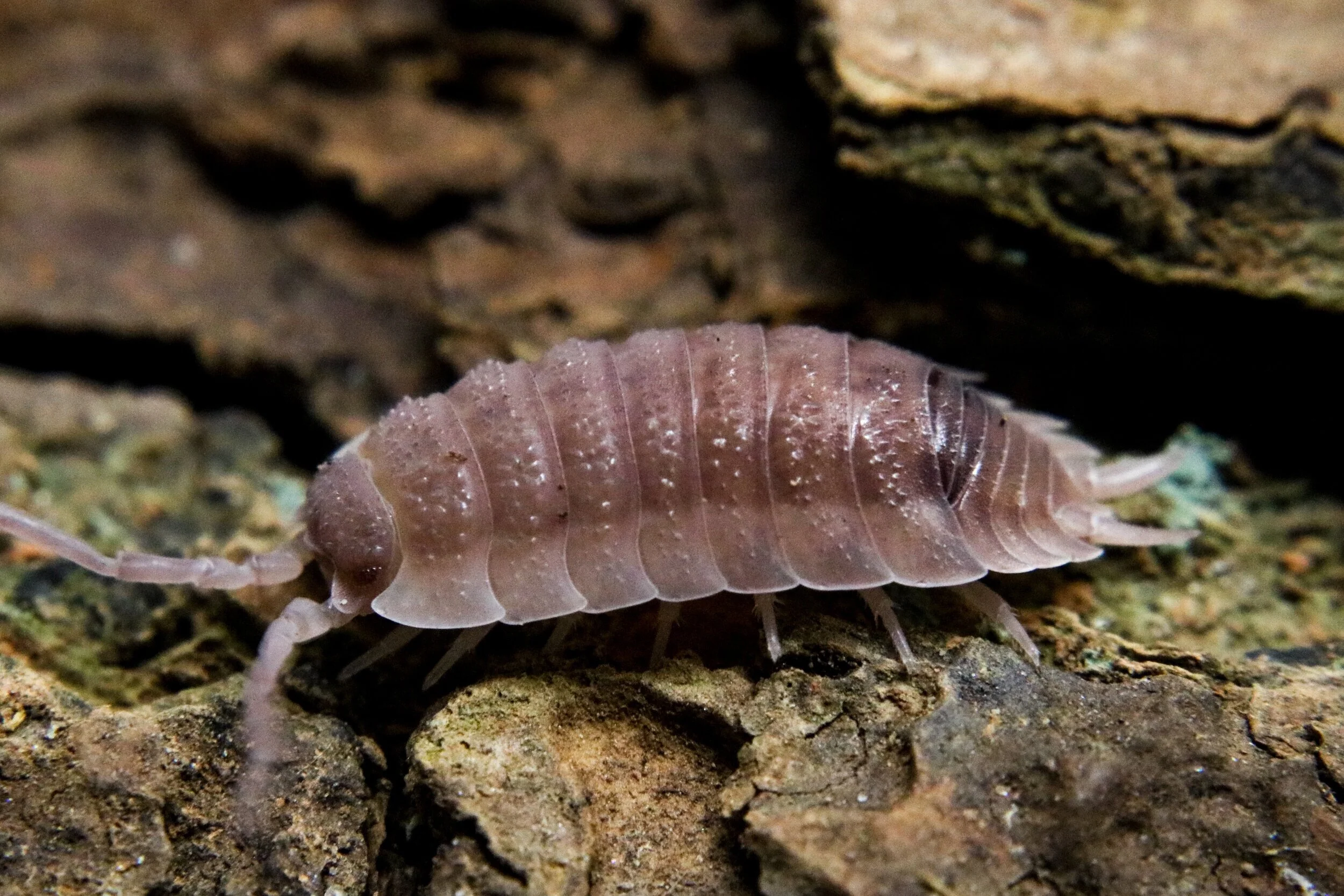 Porcellio scaber "Ghost" - Image 3