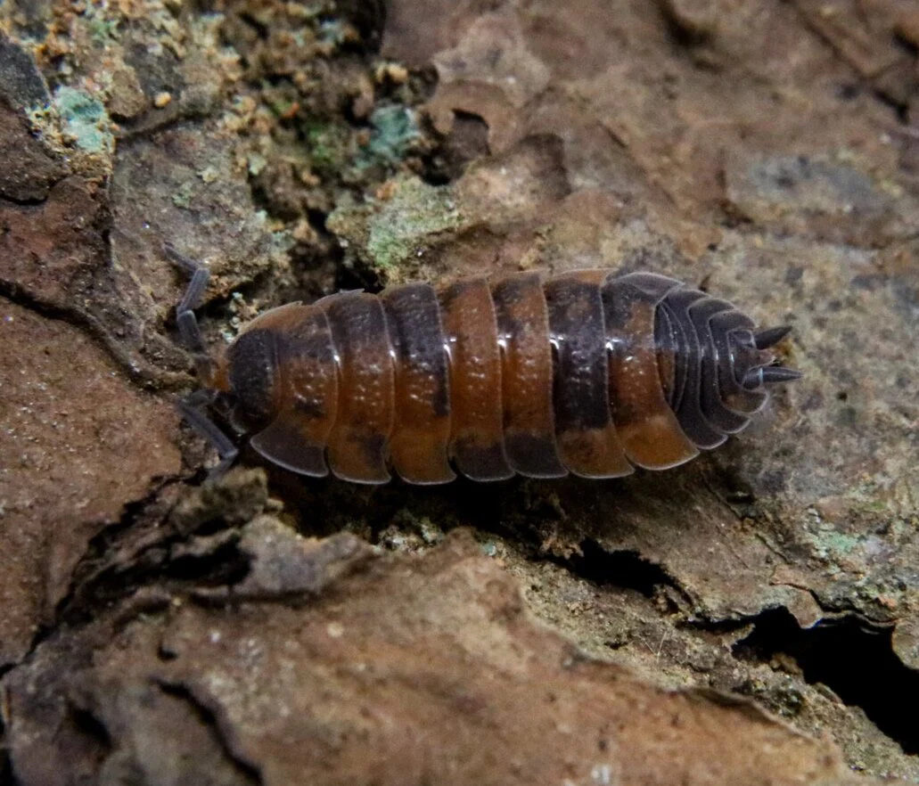 Porcellio scaber "Lava"